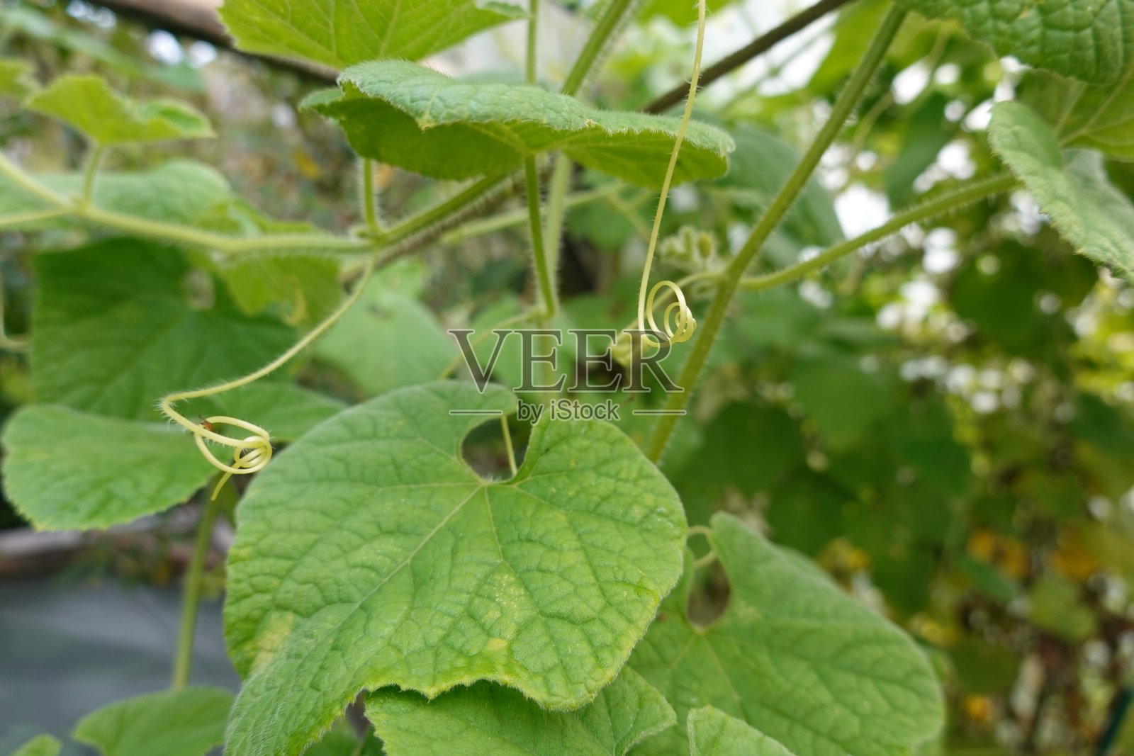 植物的叶子卷曲扭曲照片摄影图片