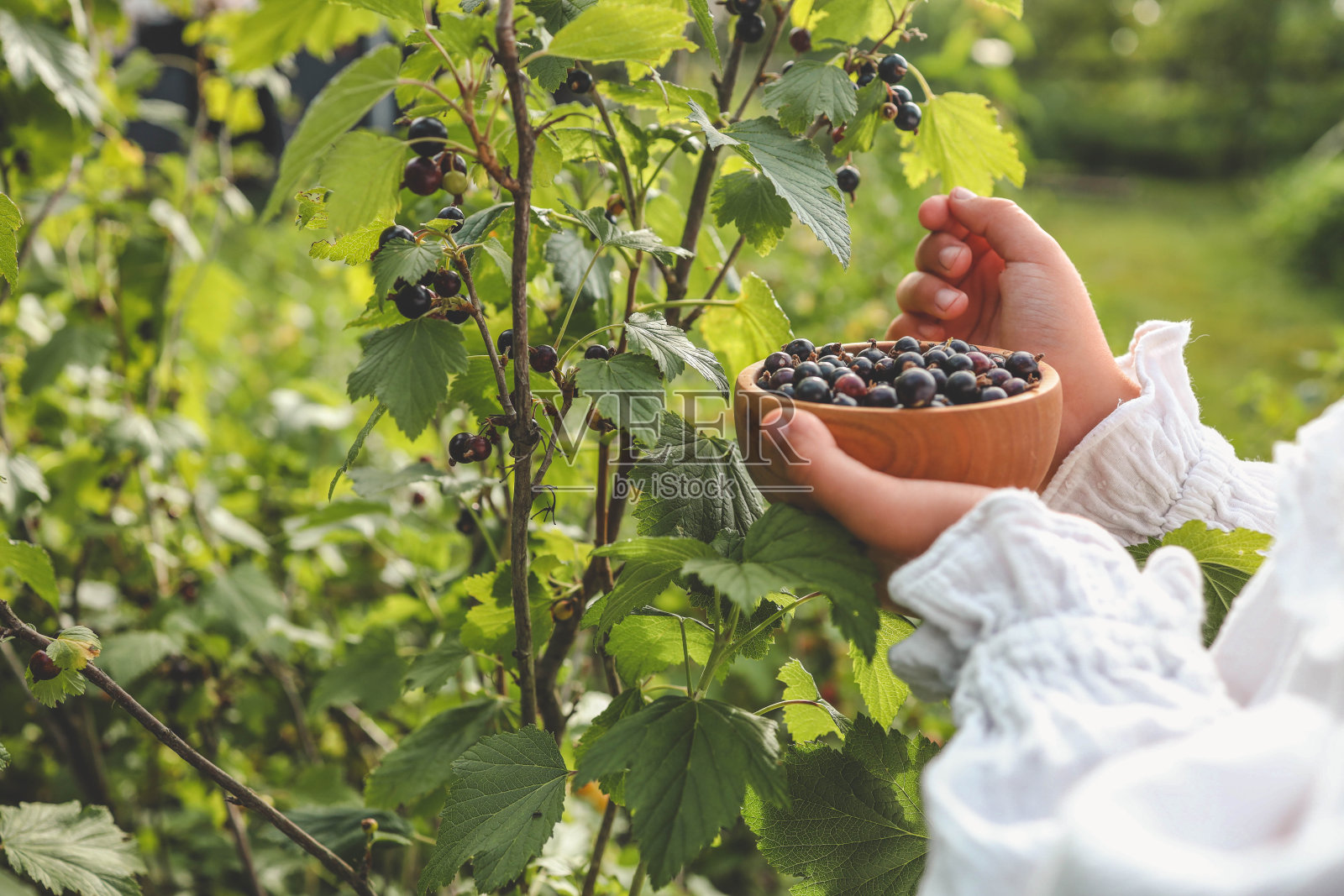 手摘黑加仑子。收获的概念照片摄影图片