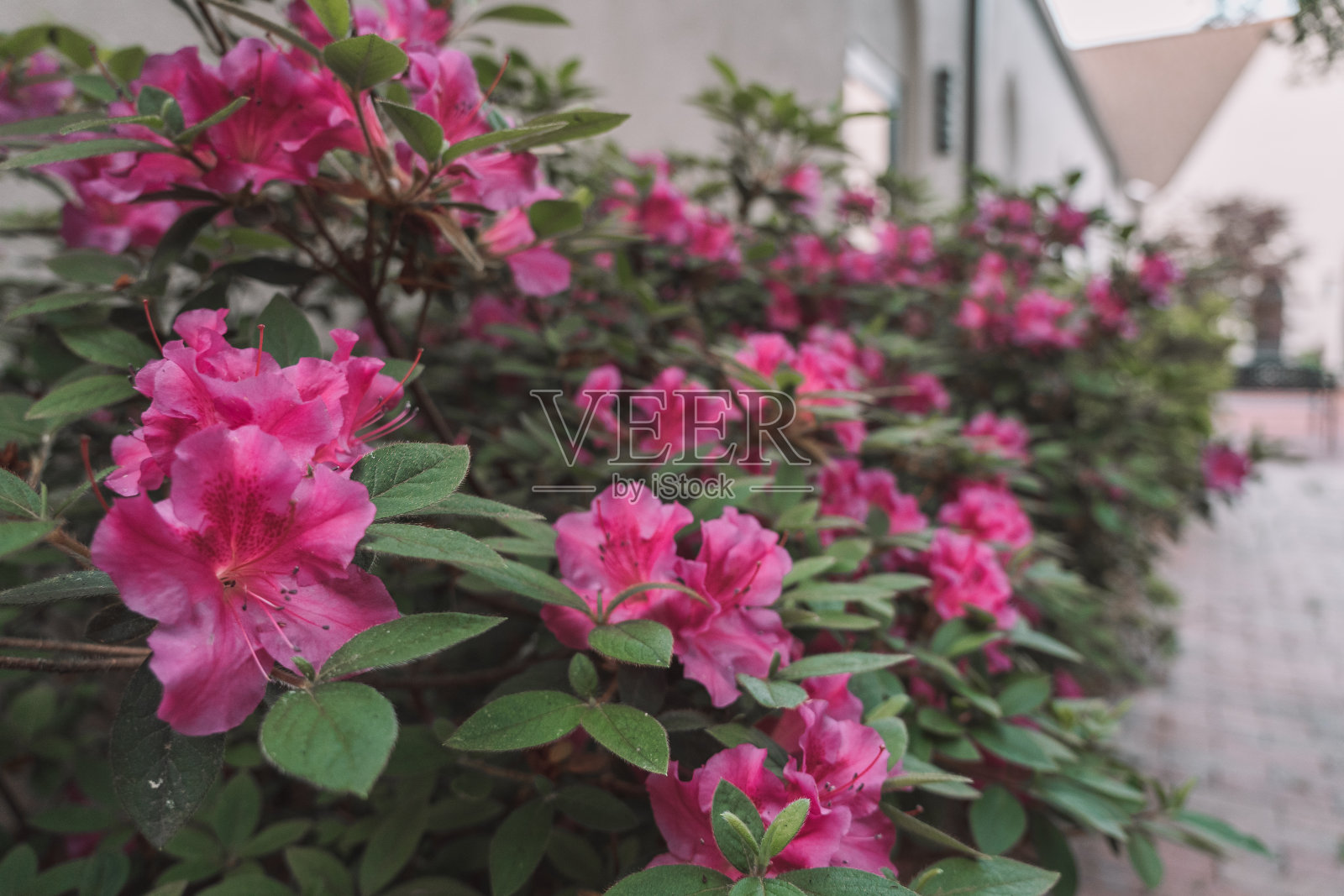 圣公会在南卡罗来纳的财产照片摄影图片