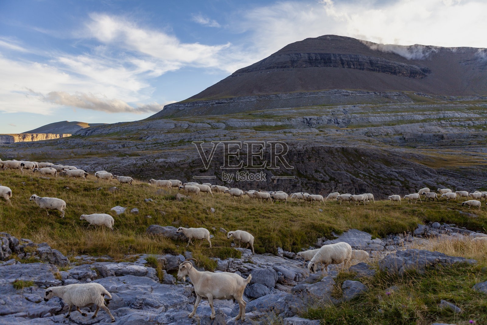 西班牙比利牛斯山上的一群吃草的绵羊照片摄影图片