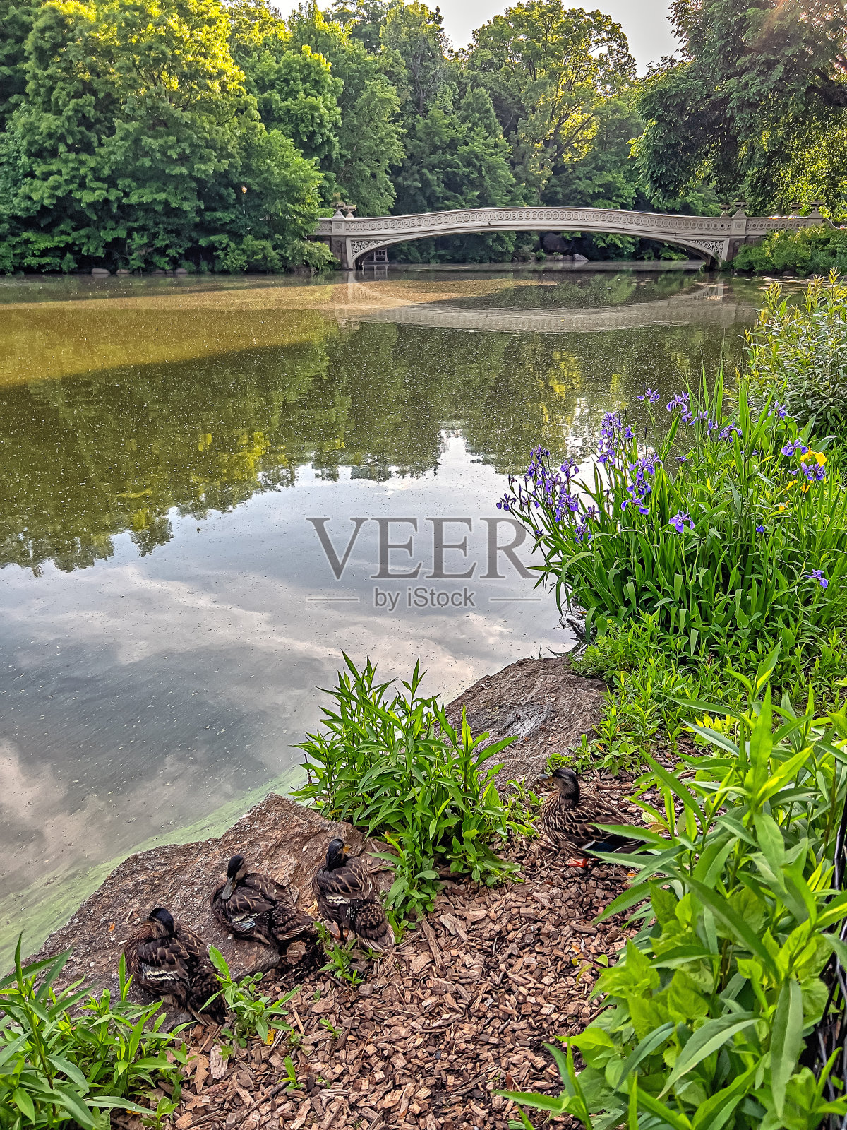 初夏的弓桥照片摄影图片