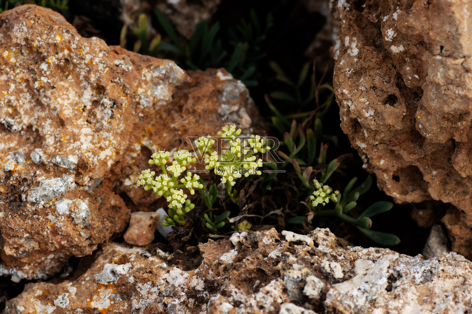 岩石海苔属的一种小植物，在自然背景中有岩石照片摄影图片