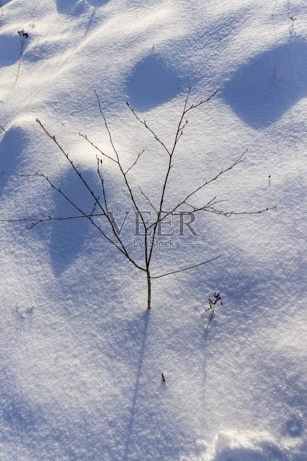 雪后洁白的雪花照片摄影图片