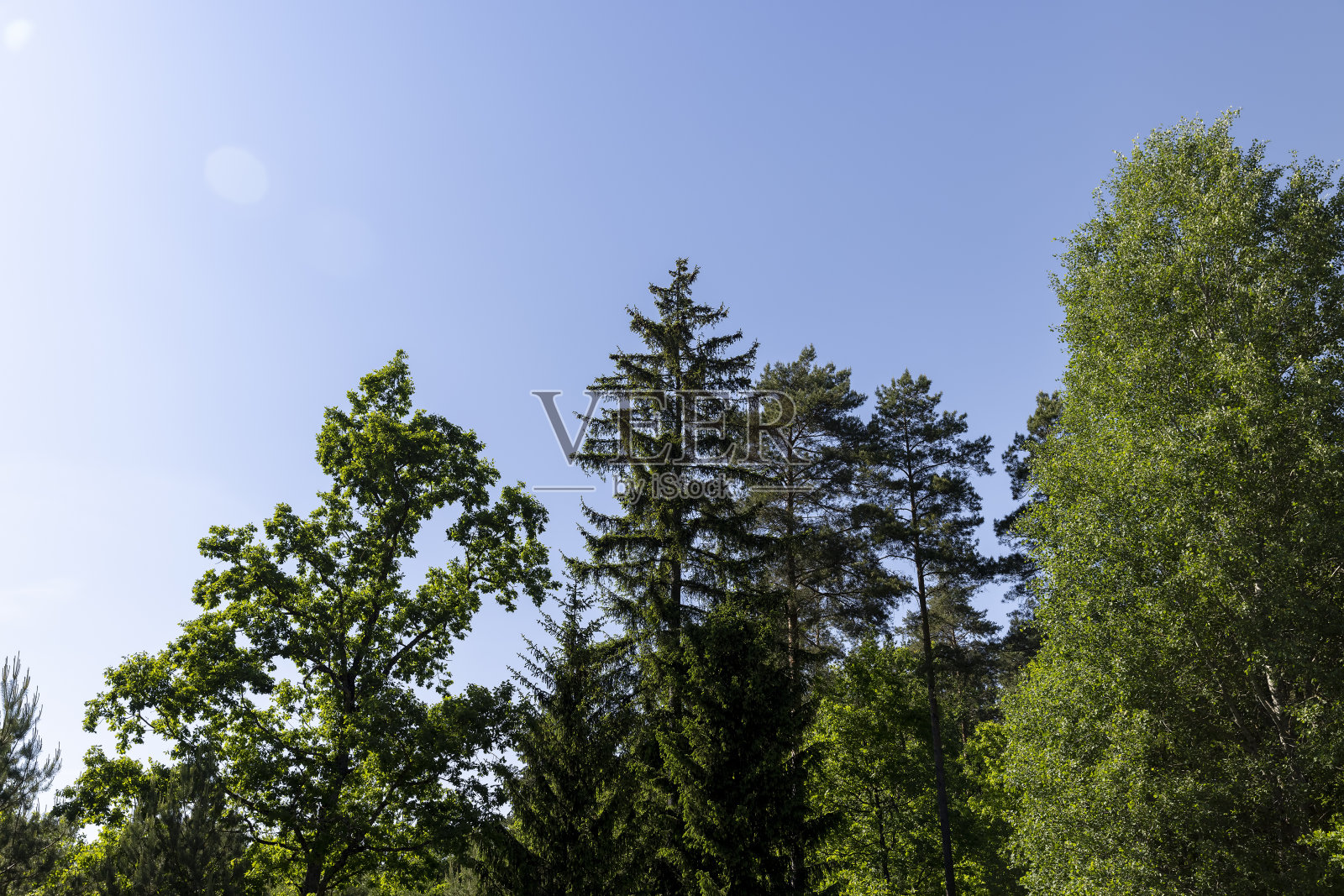 阳光明媚的天气里，树木映衬着蓝天照片摄影图片