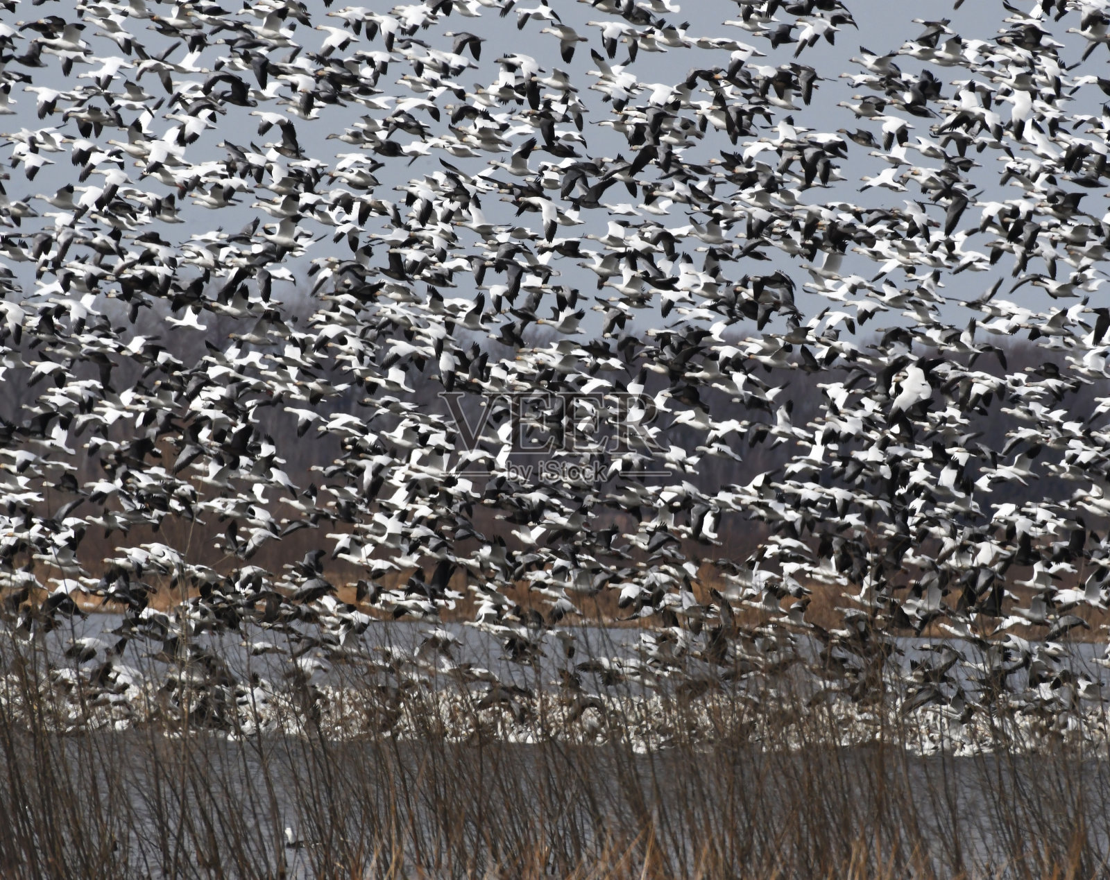 雪雁群照片摄影图片