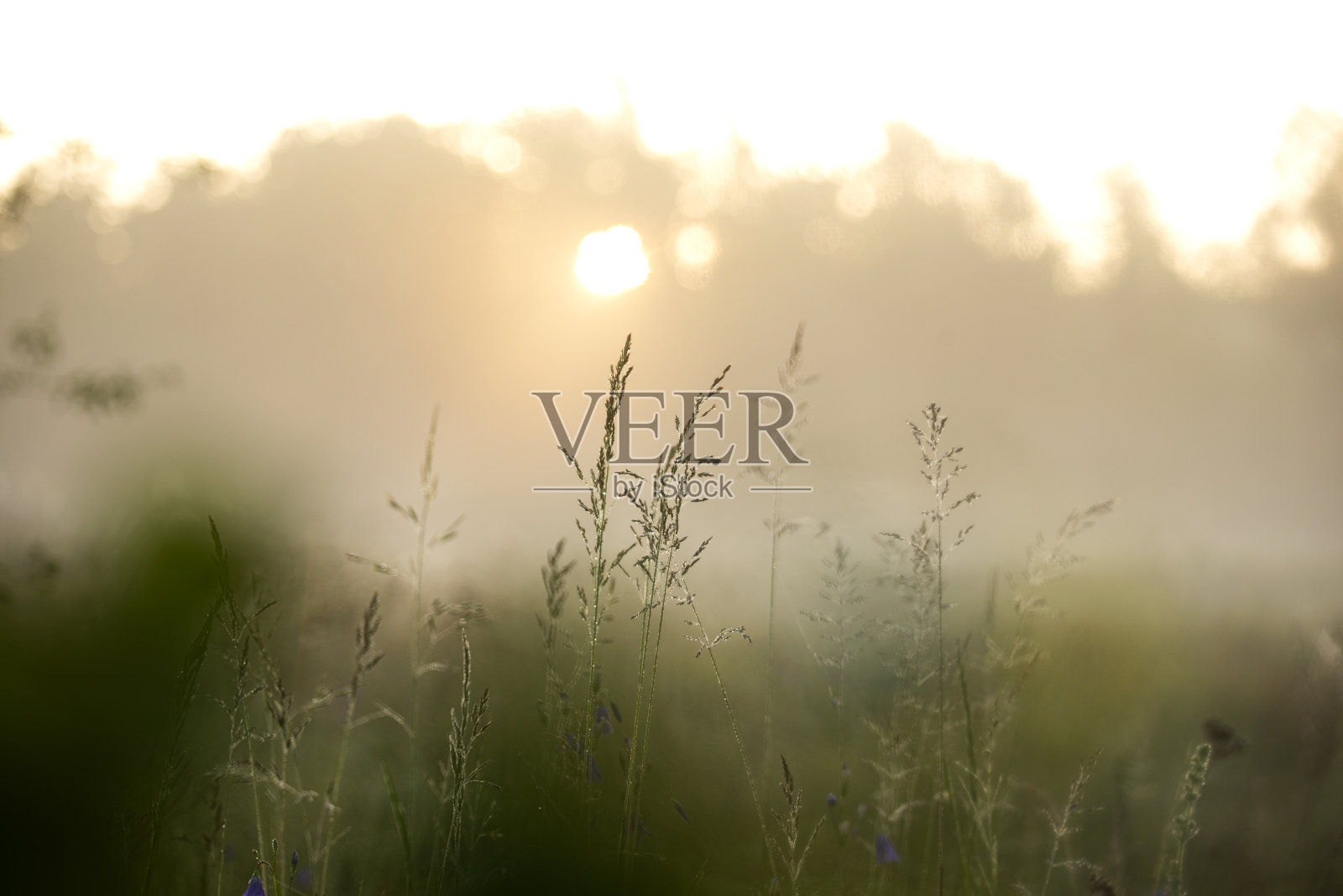 清晨的夏日草地，雾气弥漫，初露阳光照片摄影图片