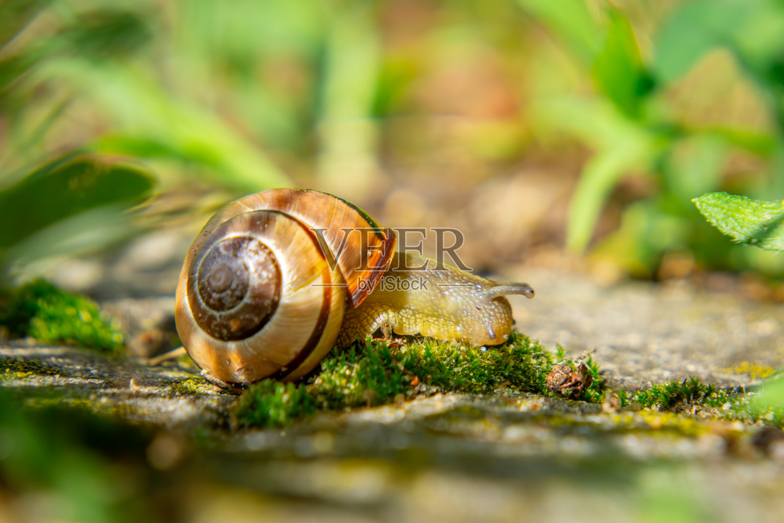 一只蜗牛在春日雨后的路上爬行照片摄影图片