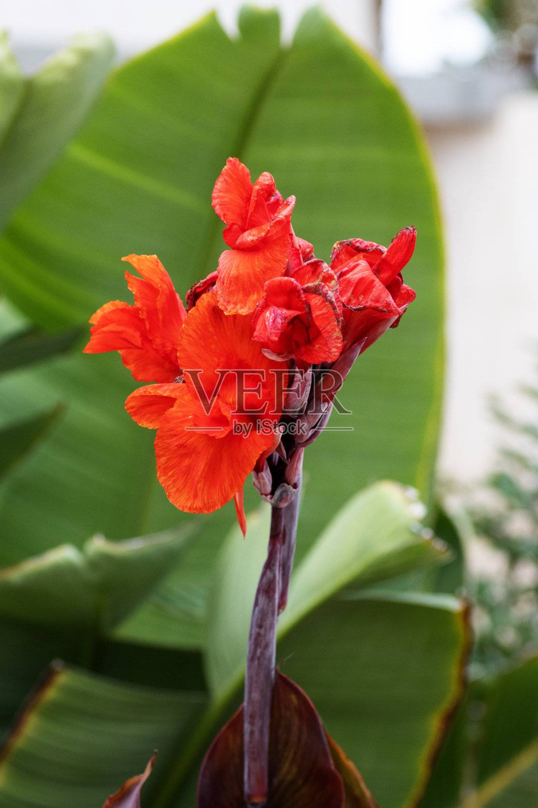 单瓣深红色的美人蕉百合(美人蕉科)花，自然背景照片摄影图片