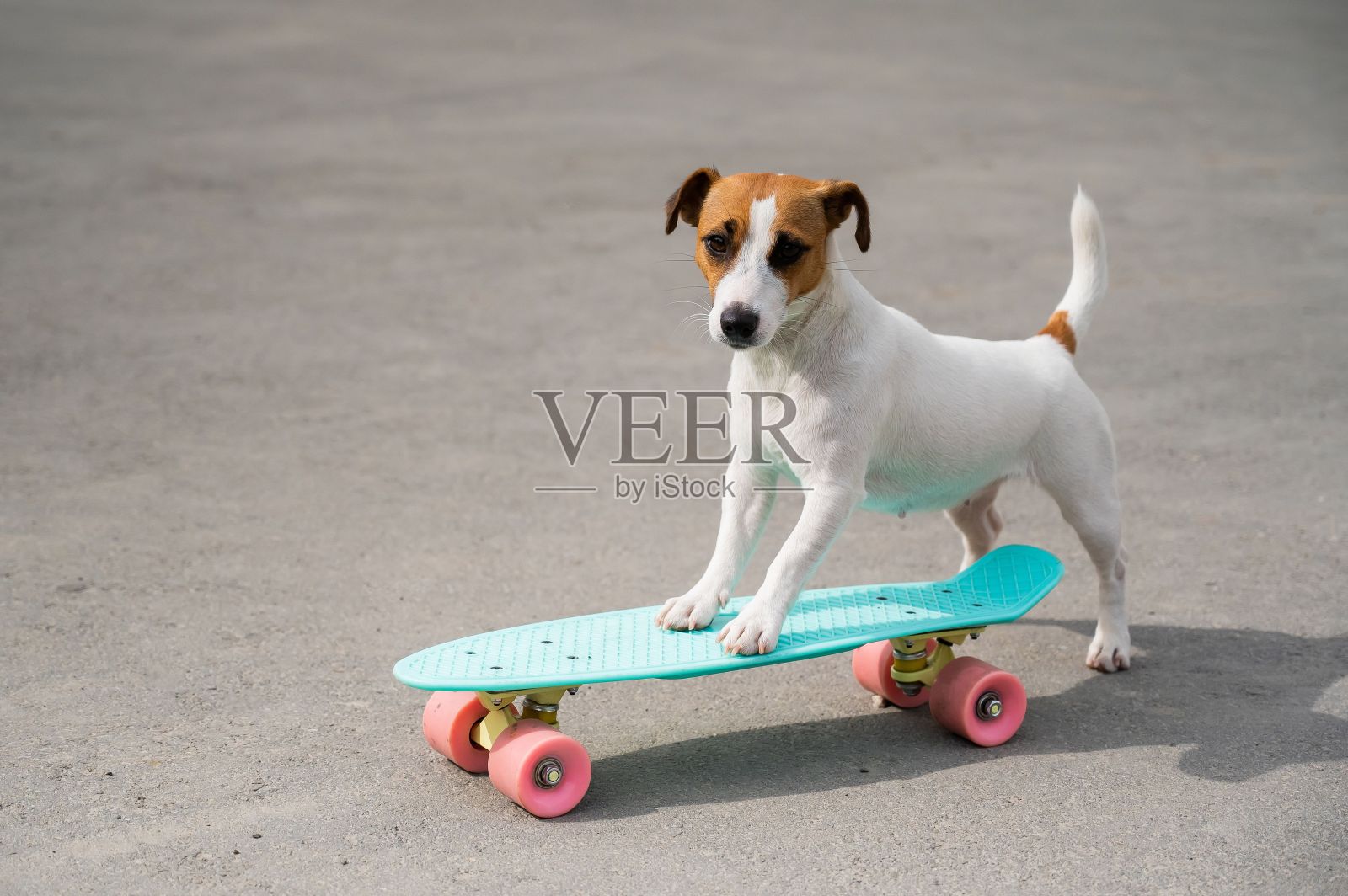杰克罗素梗狗在户外玩滑板照片摄影图片