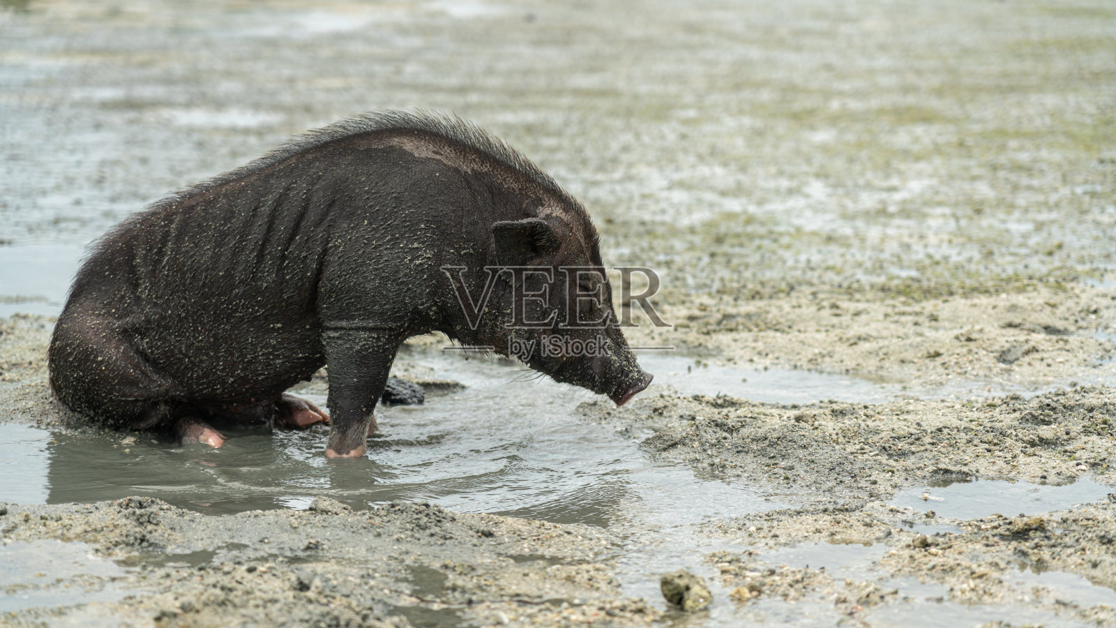 一只猪住在猪岛的海滩上。照片摄影图片