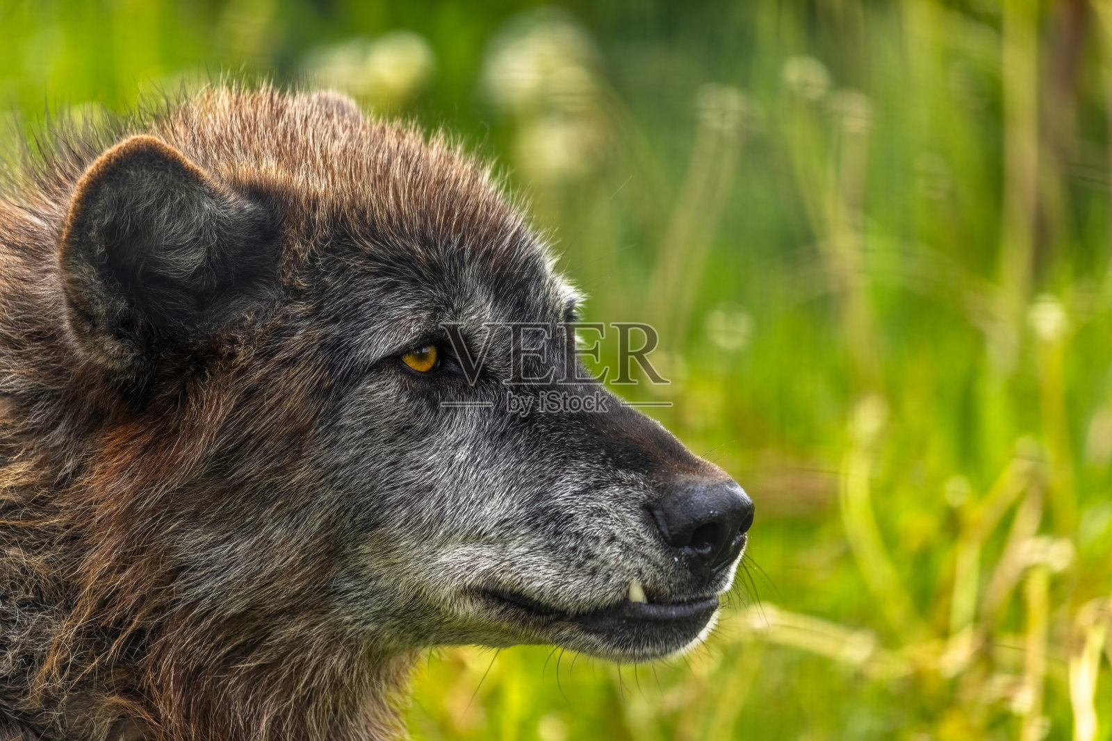 一只黑狼站在草地上的特写。它的毛很厚，有光泽，耳朵竖起来，表明它很警觉。照片摄影图片