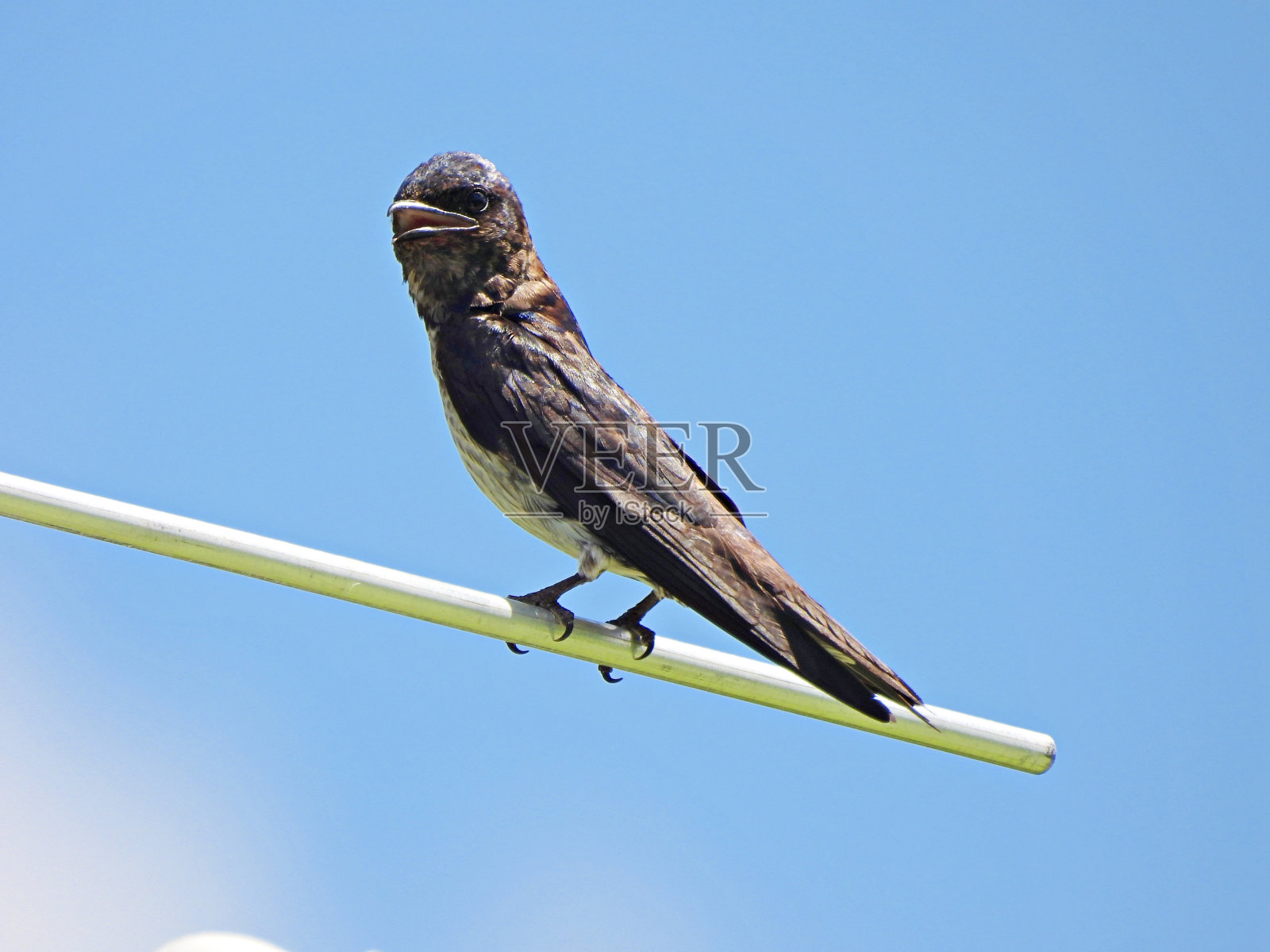 紫马丁(Progne subis) -栖息在鸟舍杆上照片摄影图片