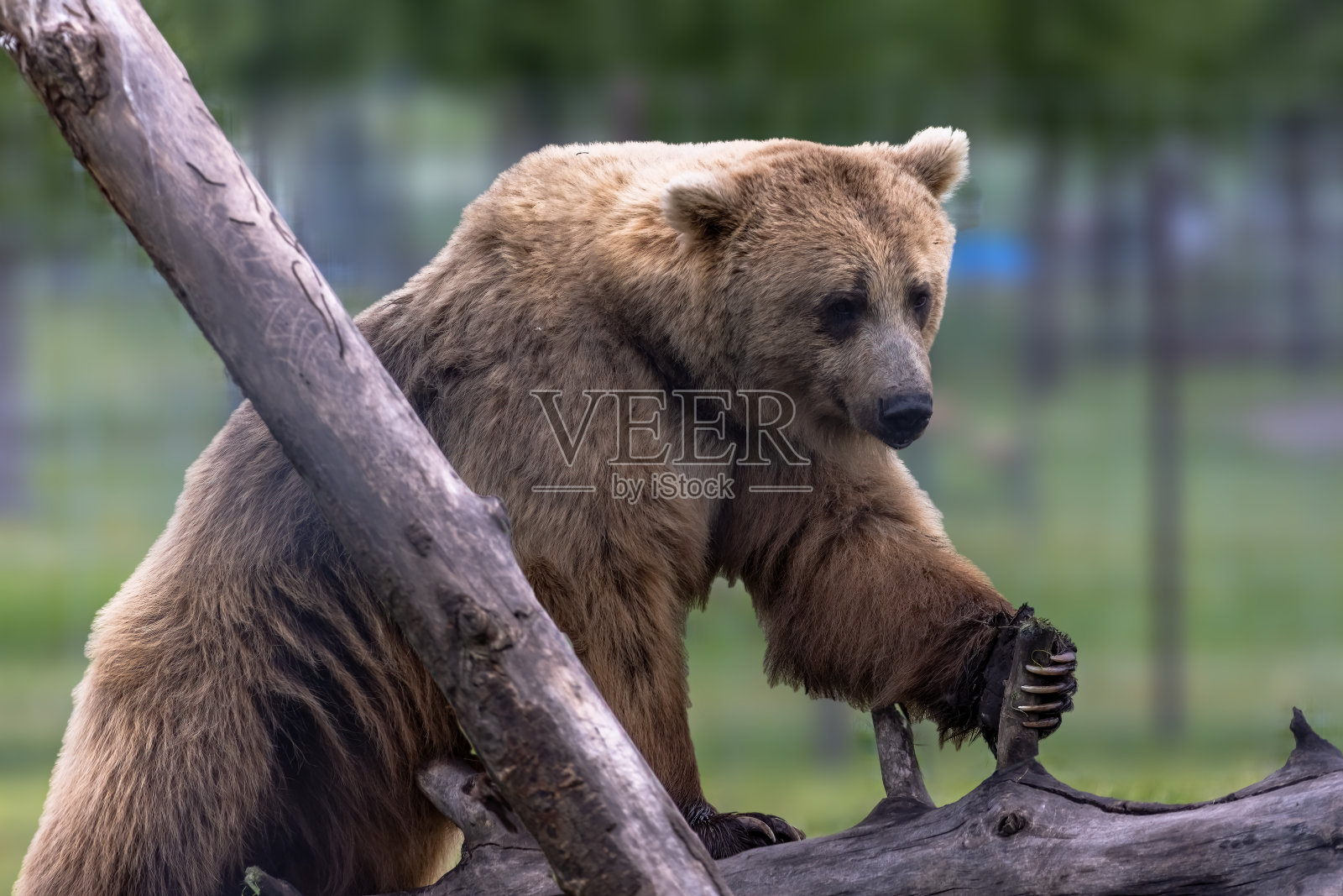 在茂密的森林里，一只棕熊站在长满青苔的圆木上。它锐利的爪子抓着圆木，巡视周围的环境。照片摄影图片