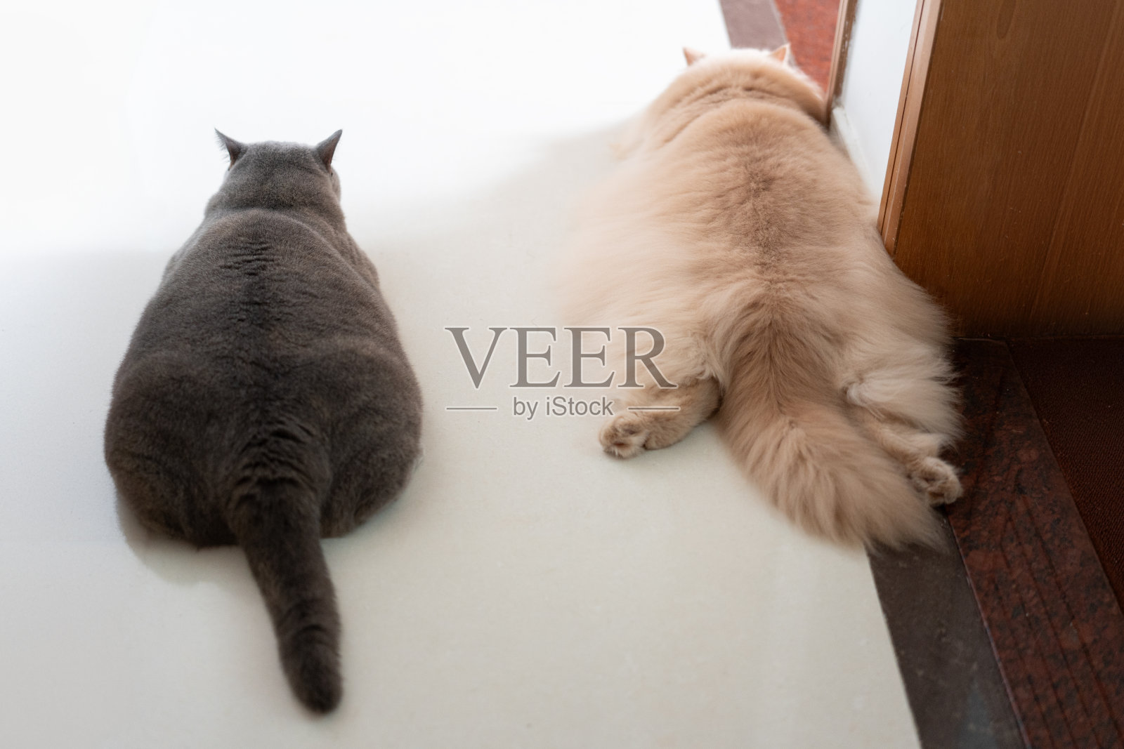 炎热的夏天，两只英国短毛猫和一只长毛猫互相作伴，睡在地板上乘凉照片摄影图片