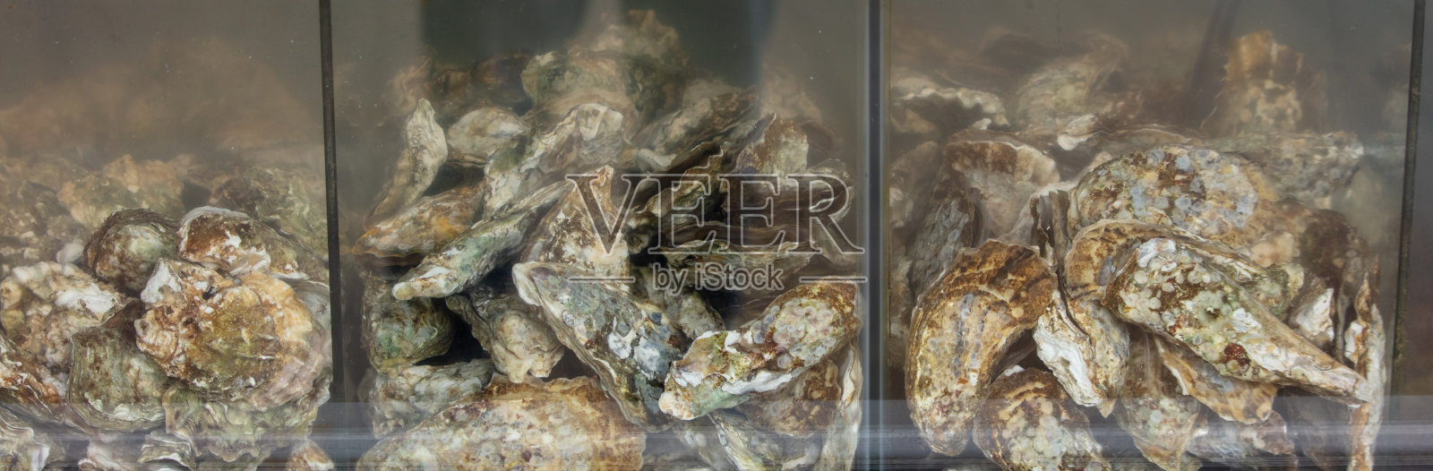 市场上水族馆里的牡蛎。特写镜头照片摄影图片
