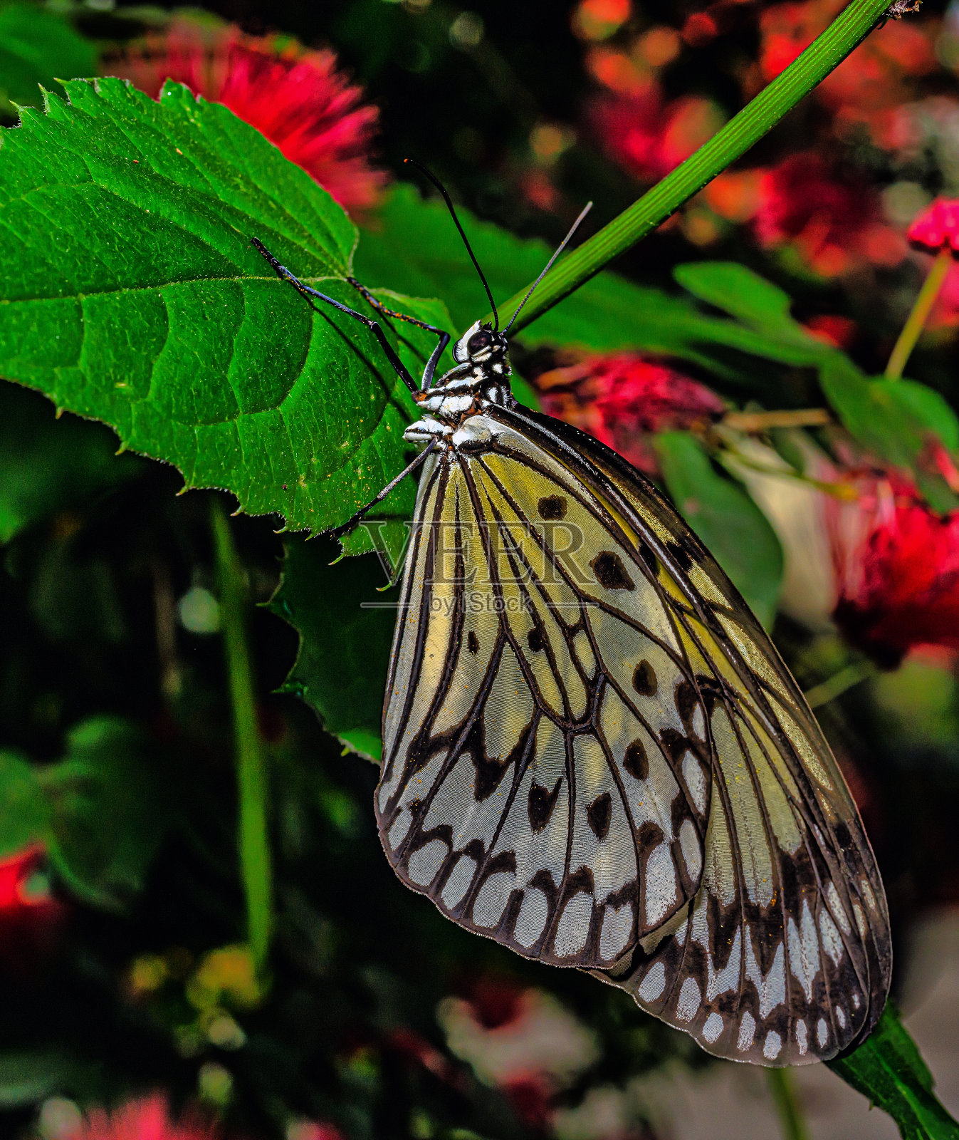 想法白百合，纸风筝蝴蝶，照片摄影图片