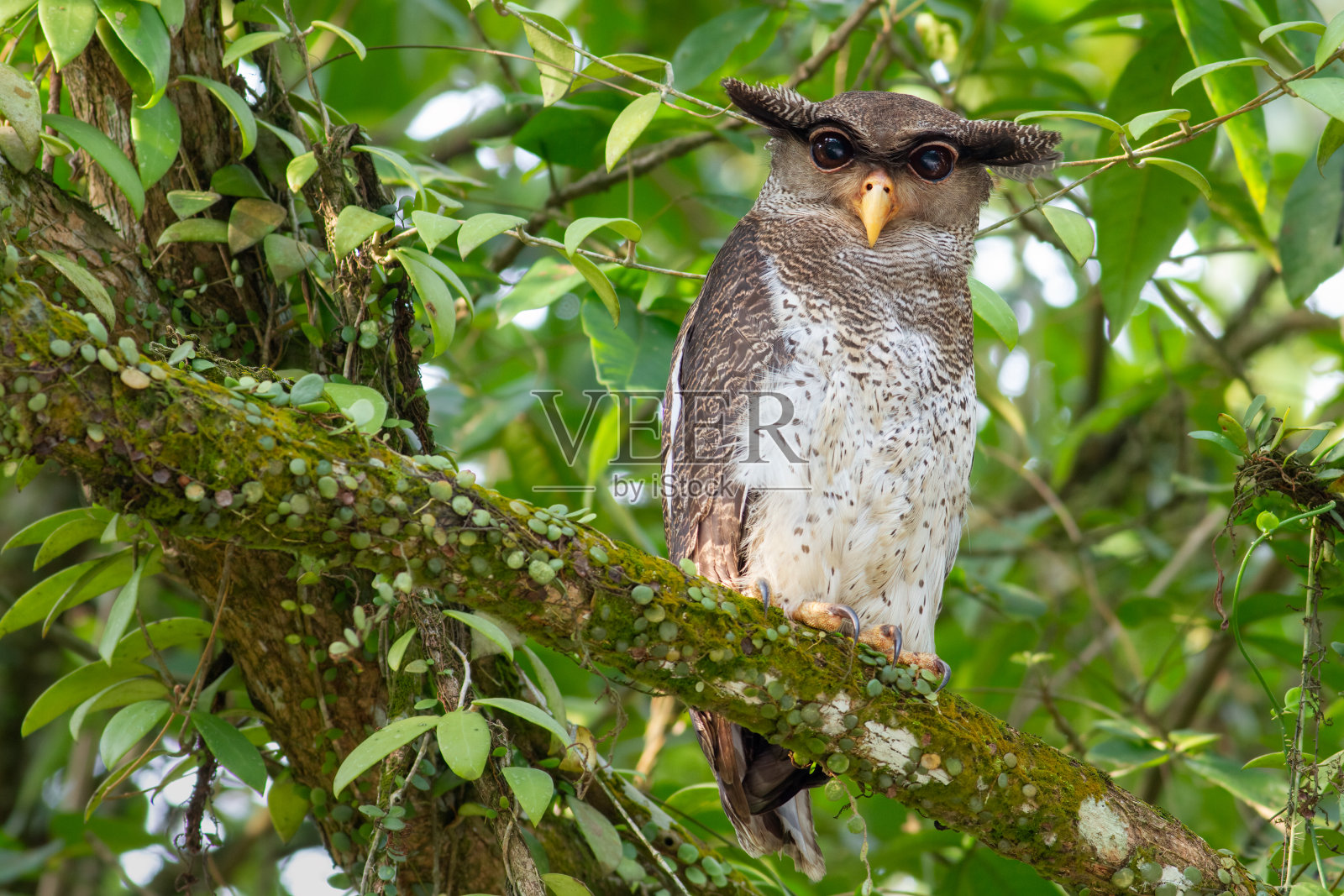 斑鹰鸮，苏门答腊鸮照片摄影图片