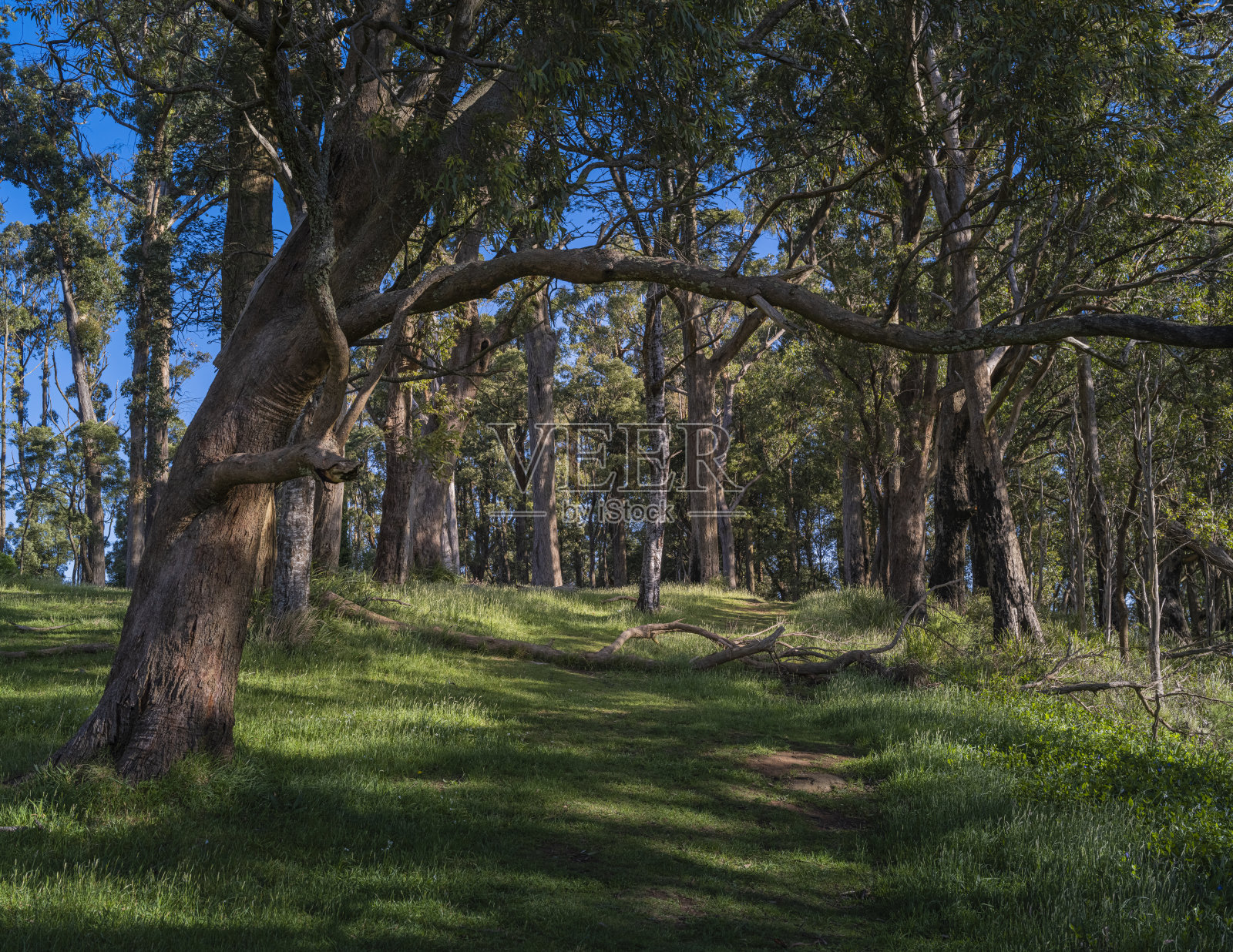 宁静的林地，高大的树木和阳光明媚的空地照片摄影图片