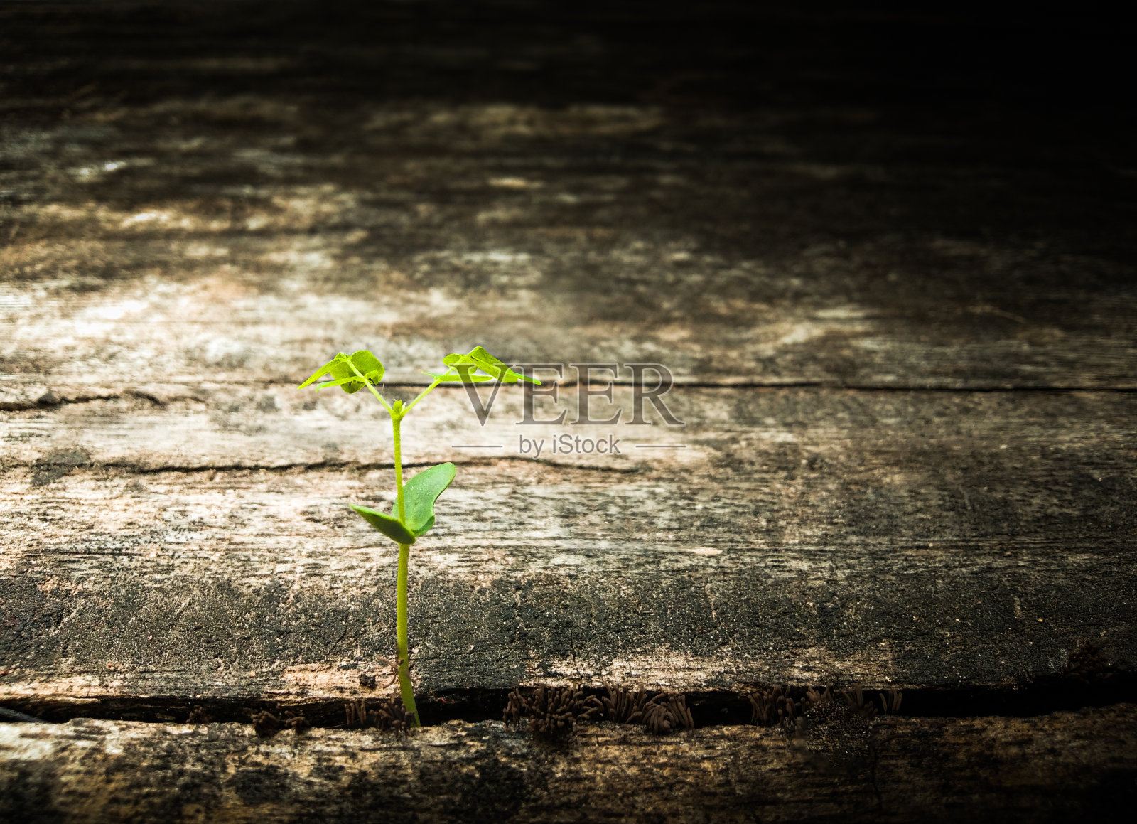 新生活理念小树希望在全球环境下生活，全球变暖照片摄影图片