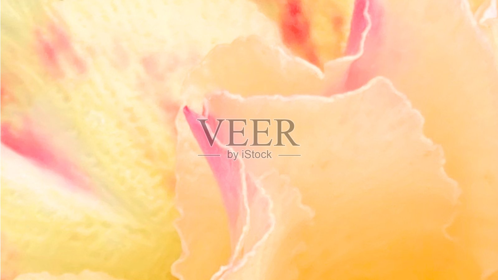 黄色和粉红色的抽象背景花瓣花照片摄影图片