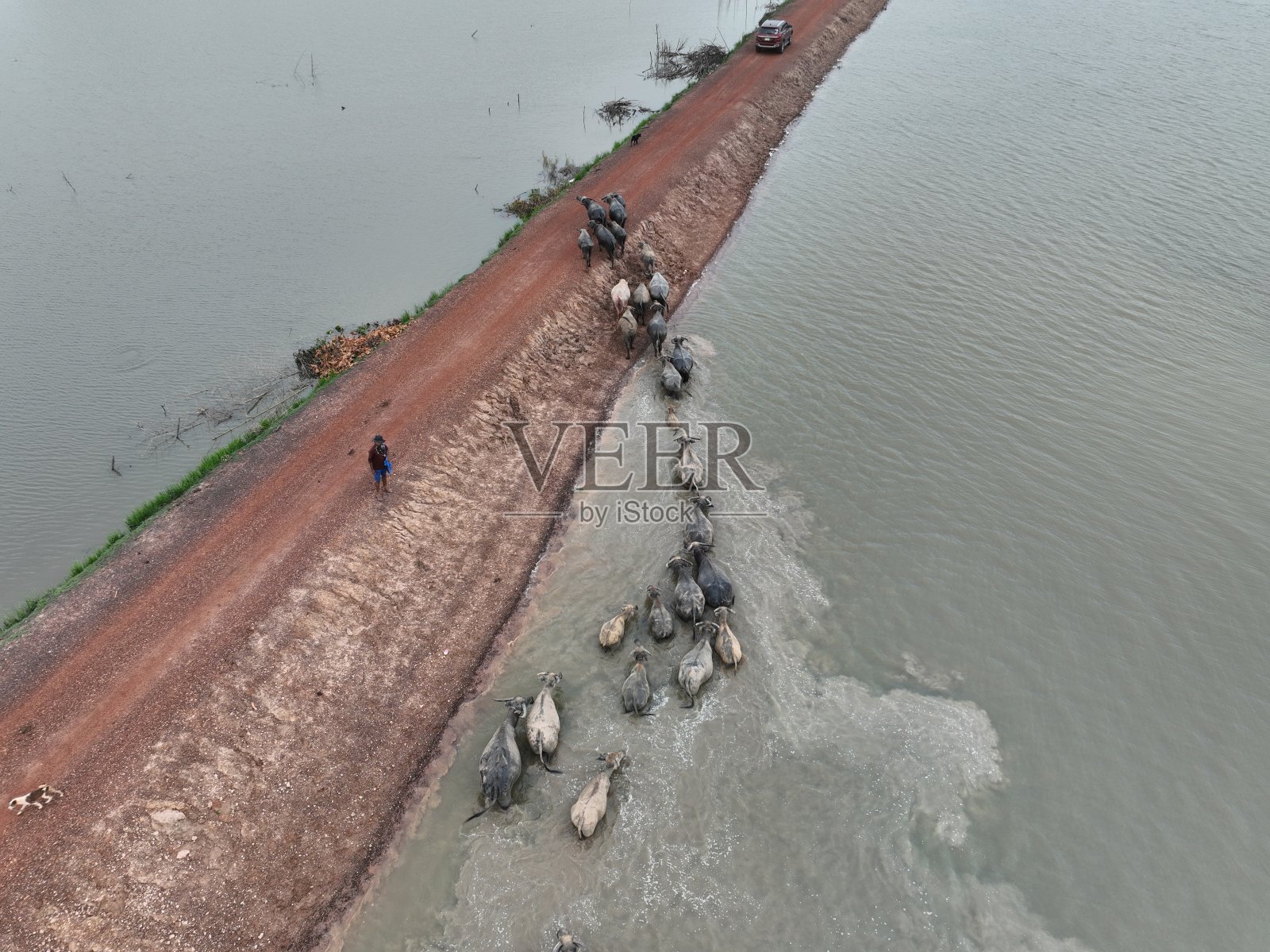 夕阳下，泰国卡拉辛省的绿色山丘和草地鸟瞰图，水牛在吃草，蓝天和云彩作为背景照片摄影图片