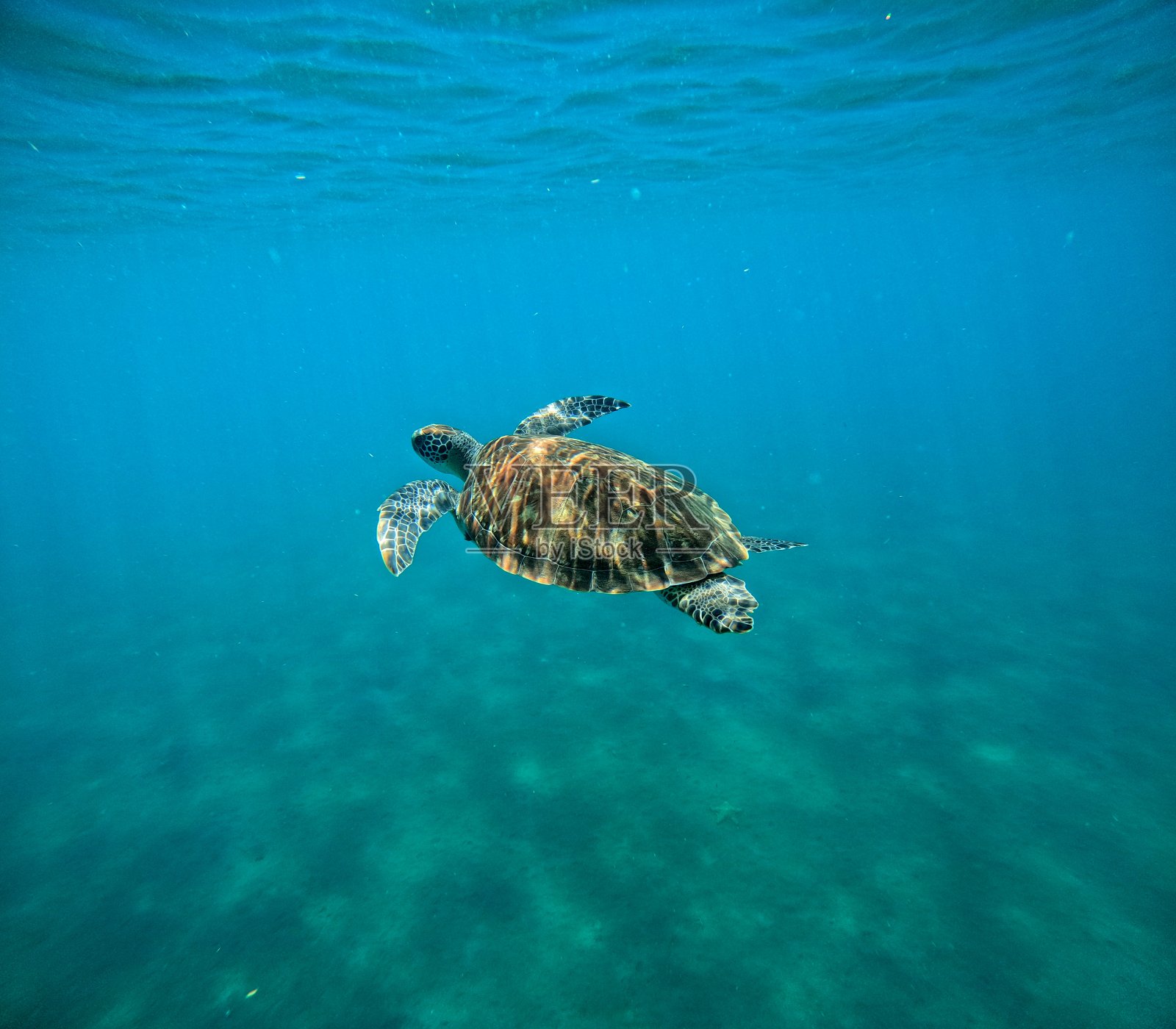 在瓜德罗普岛马勒忍，游泳的绿海龟或龟的海底照片照片摄影图片