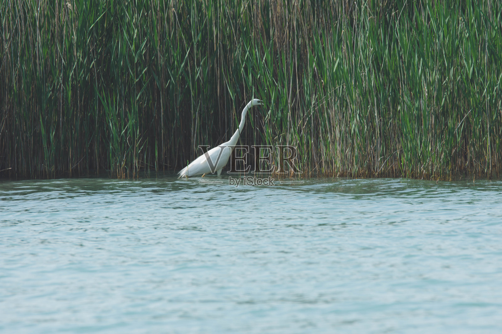 巴拉顿湖畔生活照片摄影图片