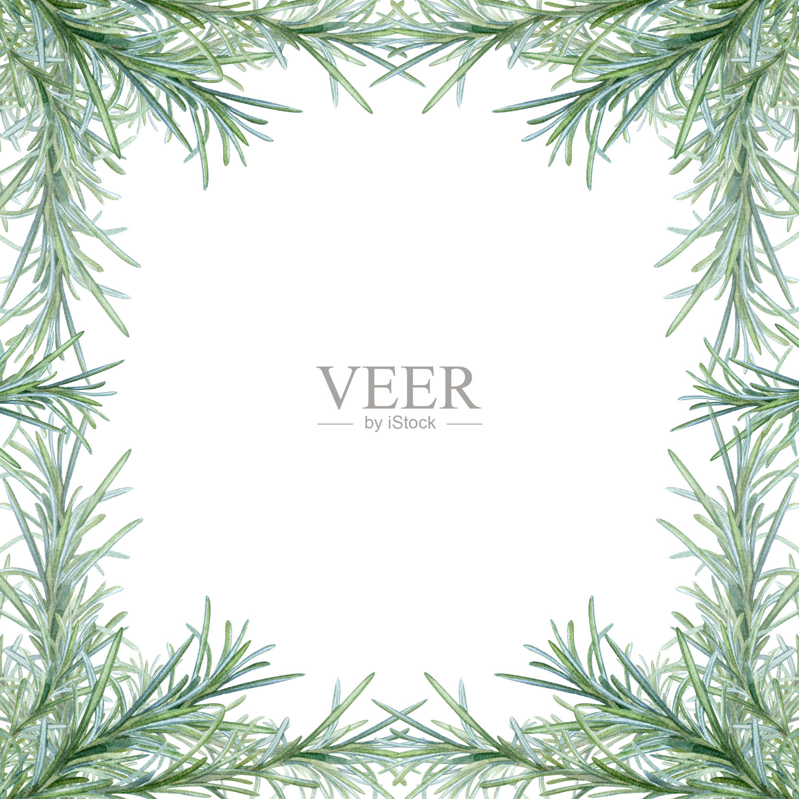 迷迭香、手绘、香料调料科。包装设计插图。插画图片素材