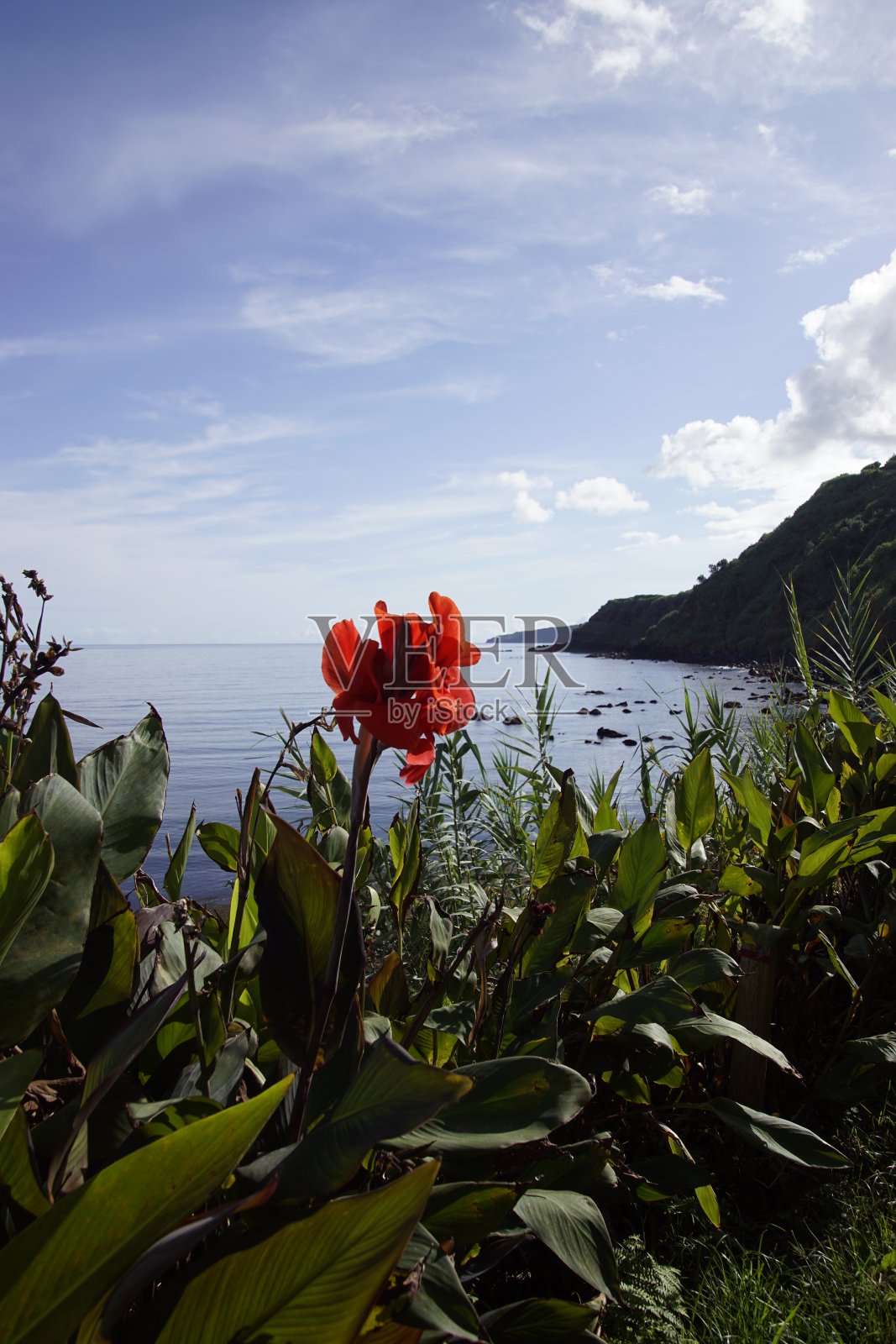 垂直拍摄的充满活力的红色花朵与绿色植物对风景秀丽的海岸景观和清澈的蓝天照片摄影图片
