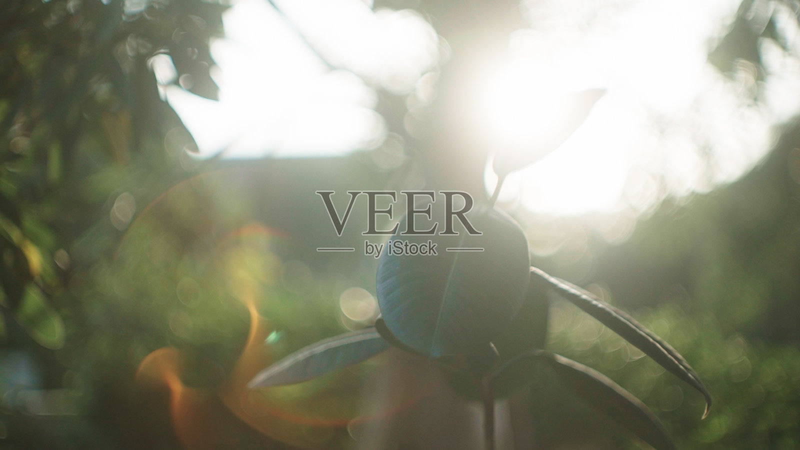 印度橡胶厂在国内。照片摄影图片