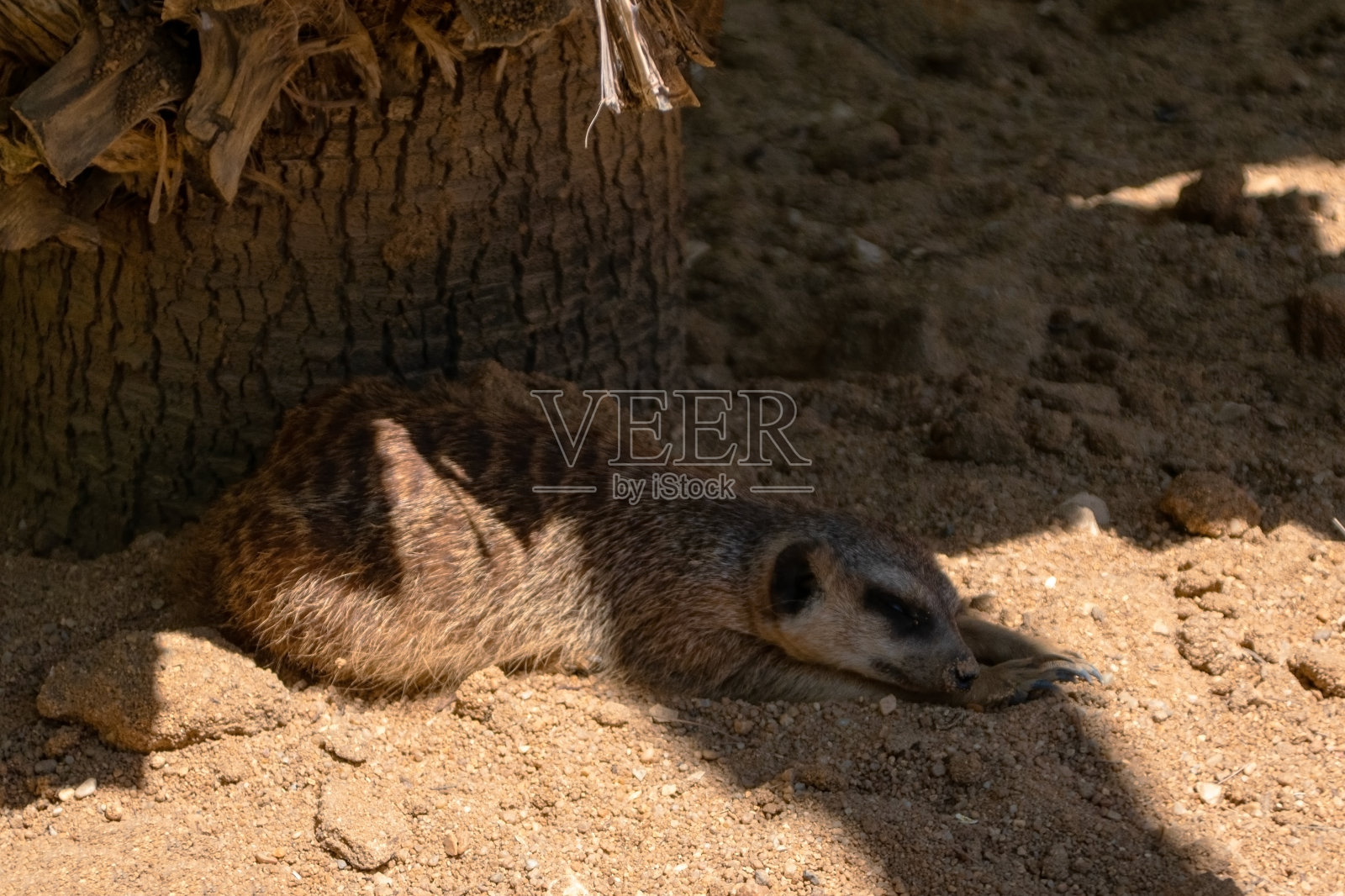 动物园里的猫鼬(Suricata suricatta)照片摄影图片