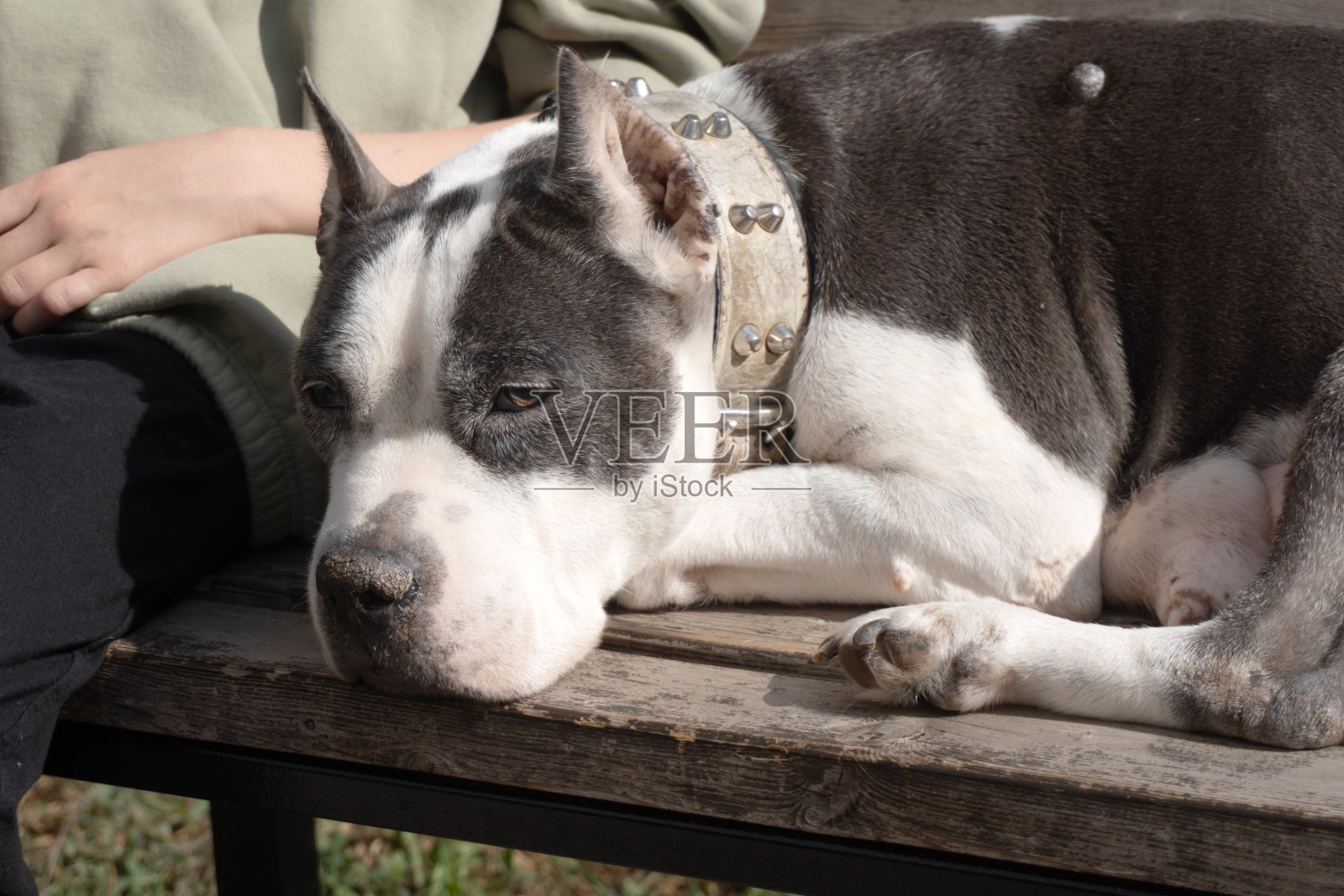 一个女孩牵着一只狗散步。孩子抱着狗照片摄影图片