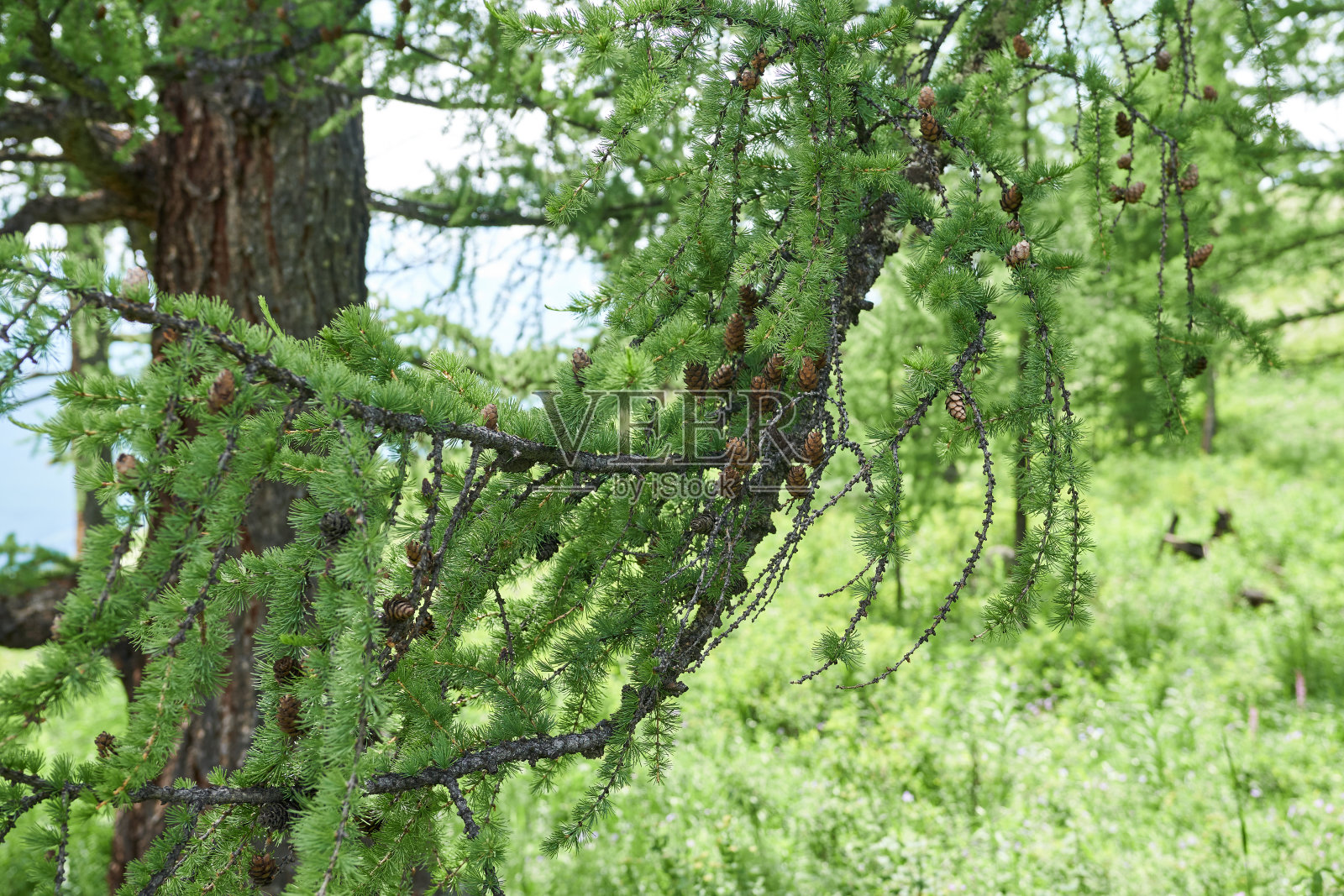 松枝与球果在绿草的背景。照片摄影图片