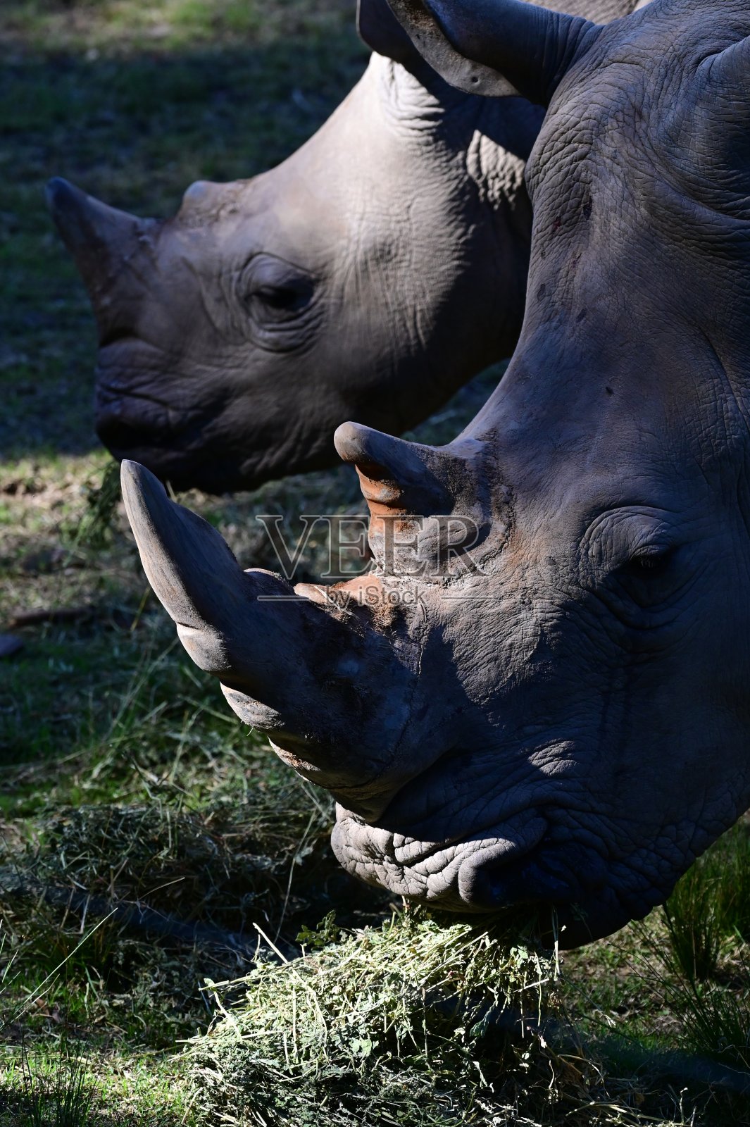 黑犀牛照片摄影图片
