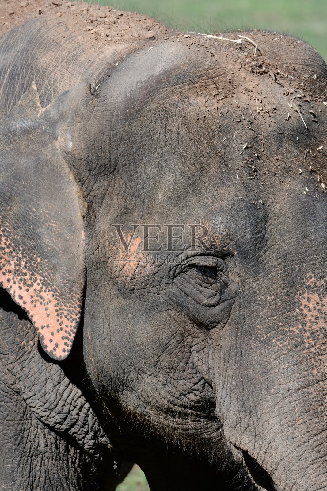 大象头像照片摄影图片