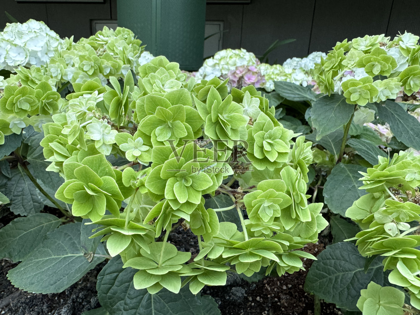 绿色的绣球花在花园里美丽地盛开着。照片摄影图片