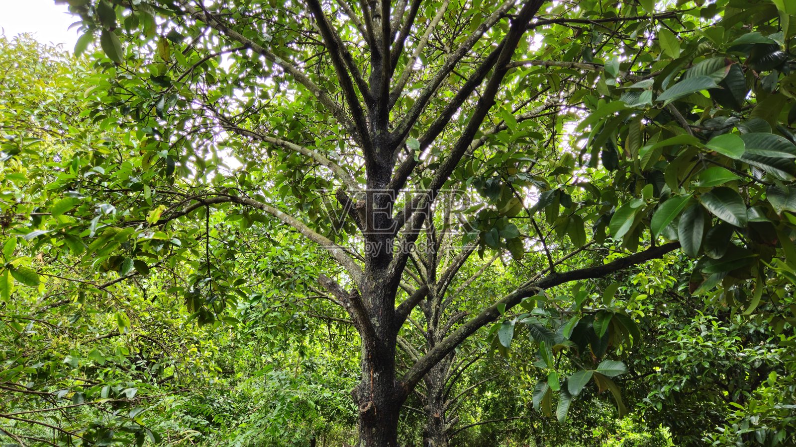 越南湄公河三角洲永隆省芒市花园中，山竹的树叶和树枝特写照片摄影图片