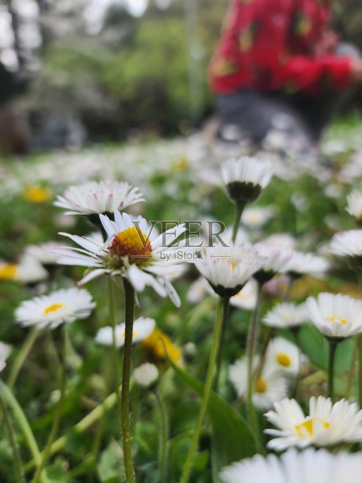 雏菊花。照片摄影图片