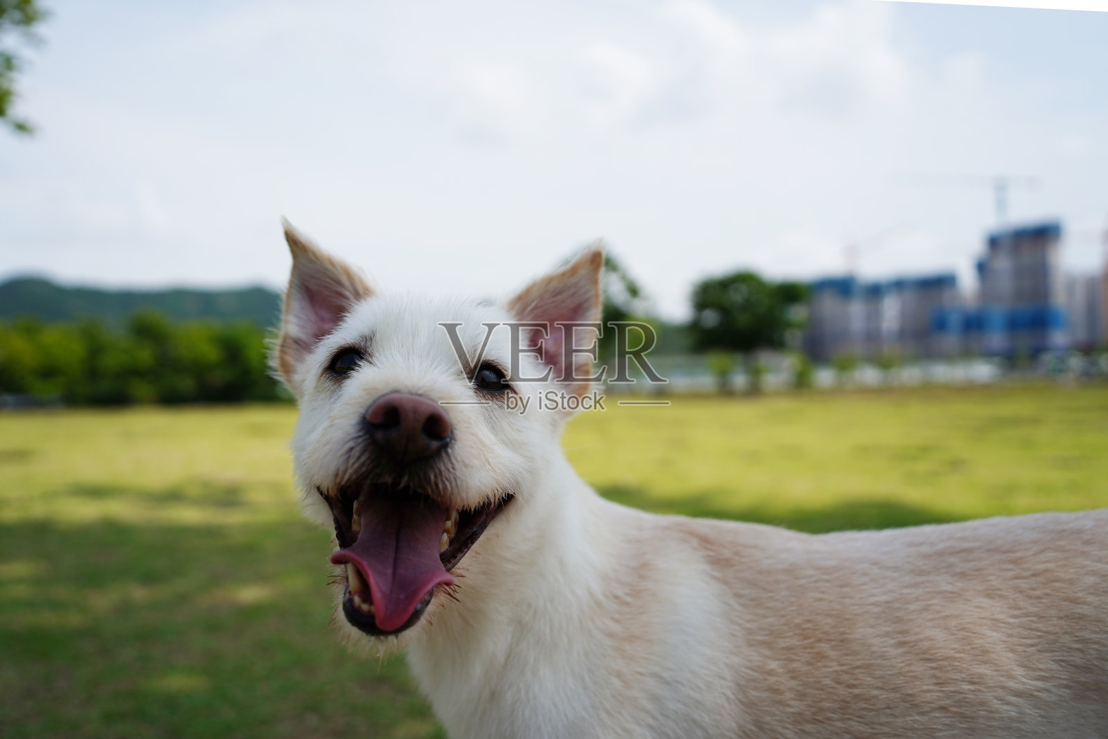 公园里可爱的白狗，蓝色的天空为背景照片摄影图片
