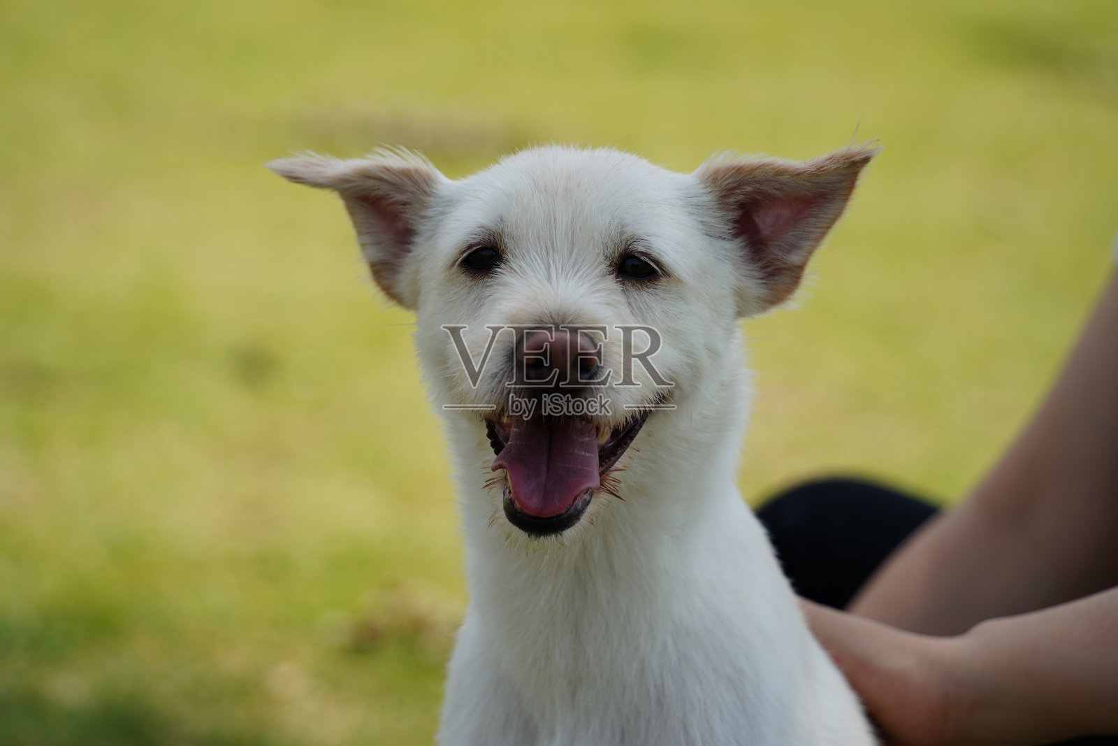 白色的狗带着微笑的表情在公园散步照片摄影图片