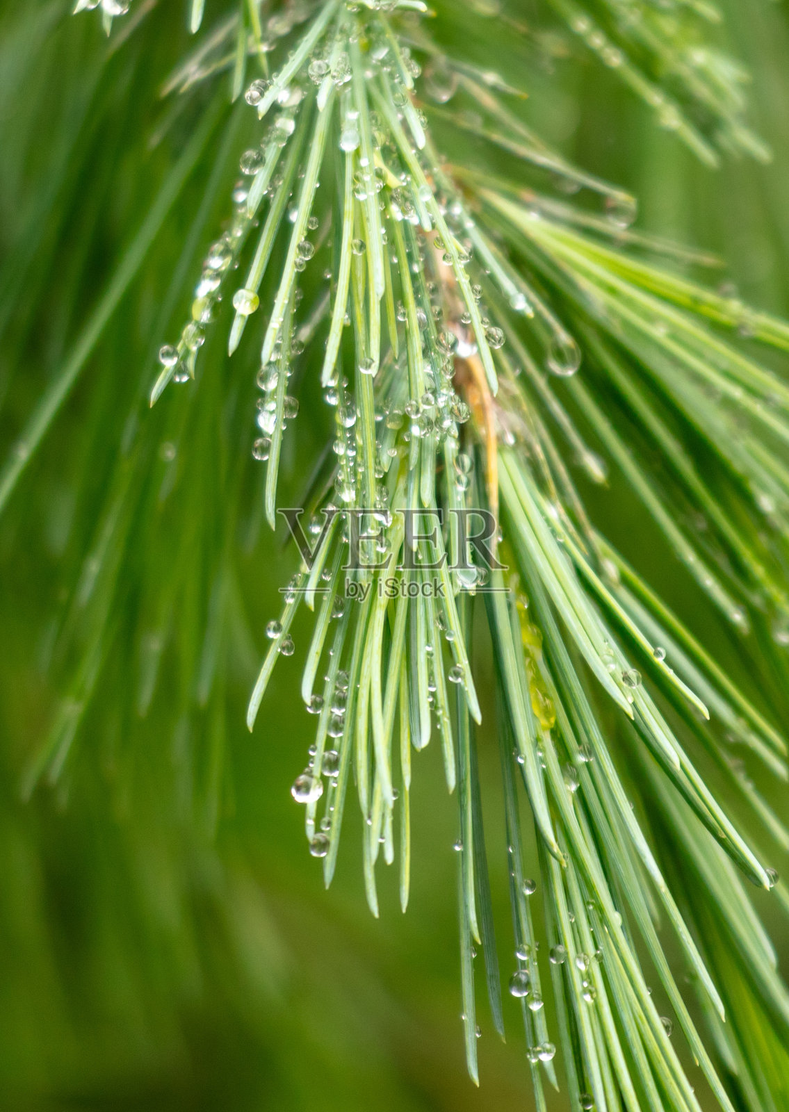 雨后针叶树针叶上的水滴照片摄影图片