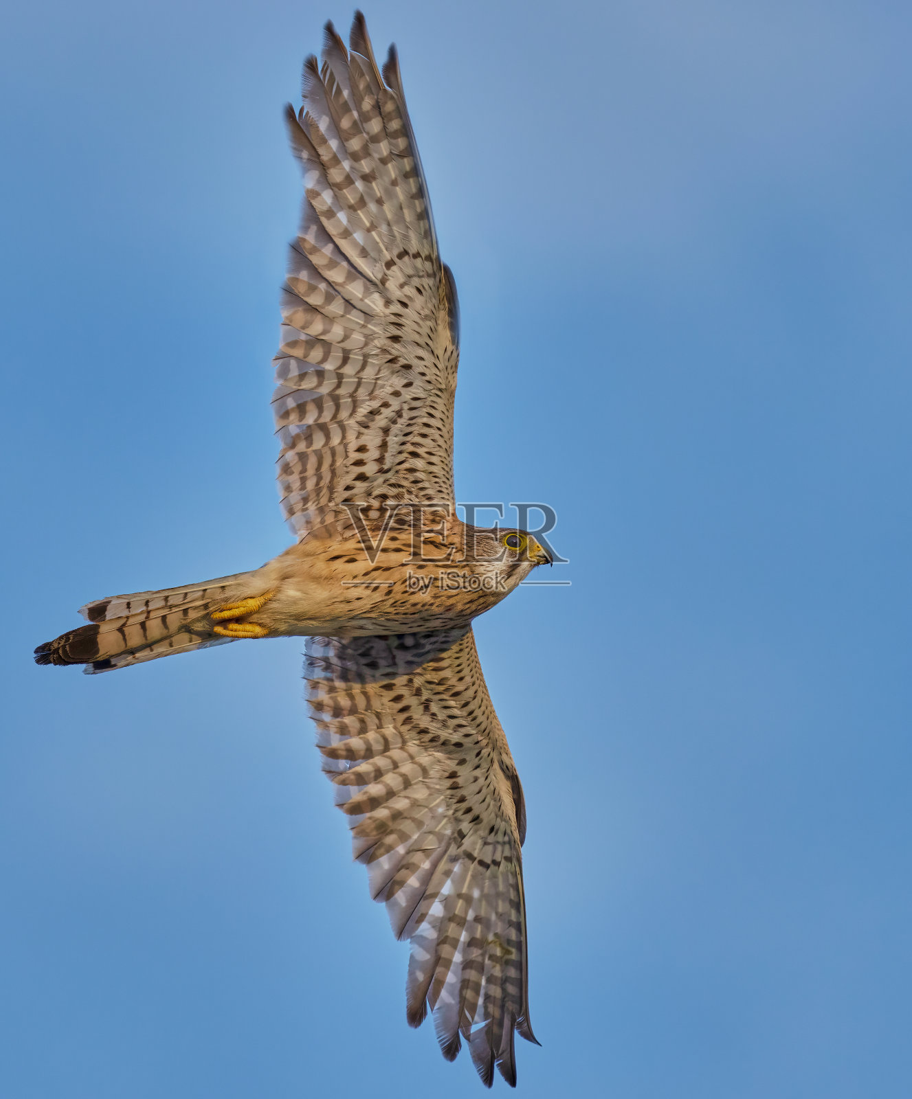 普通红隼(Falco tinunculus)在天空中飞行。照片摄影图片