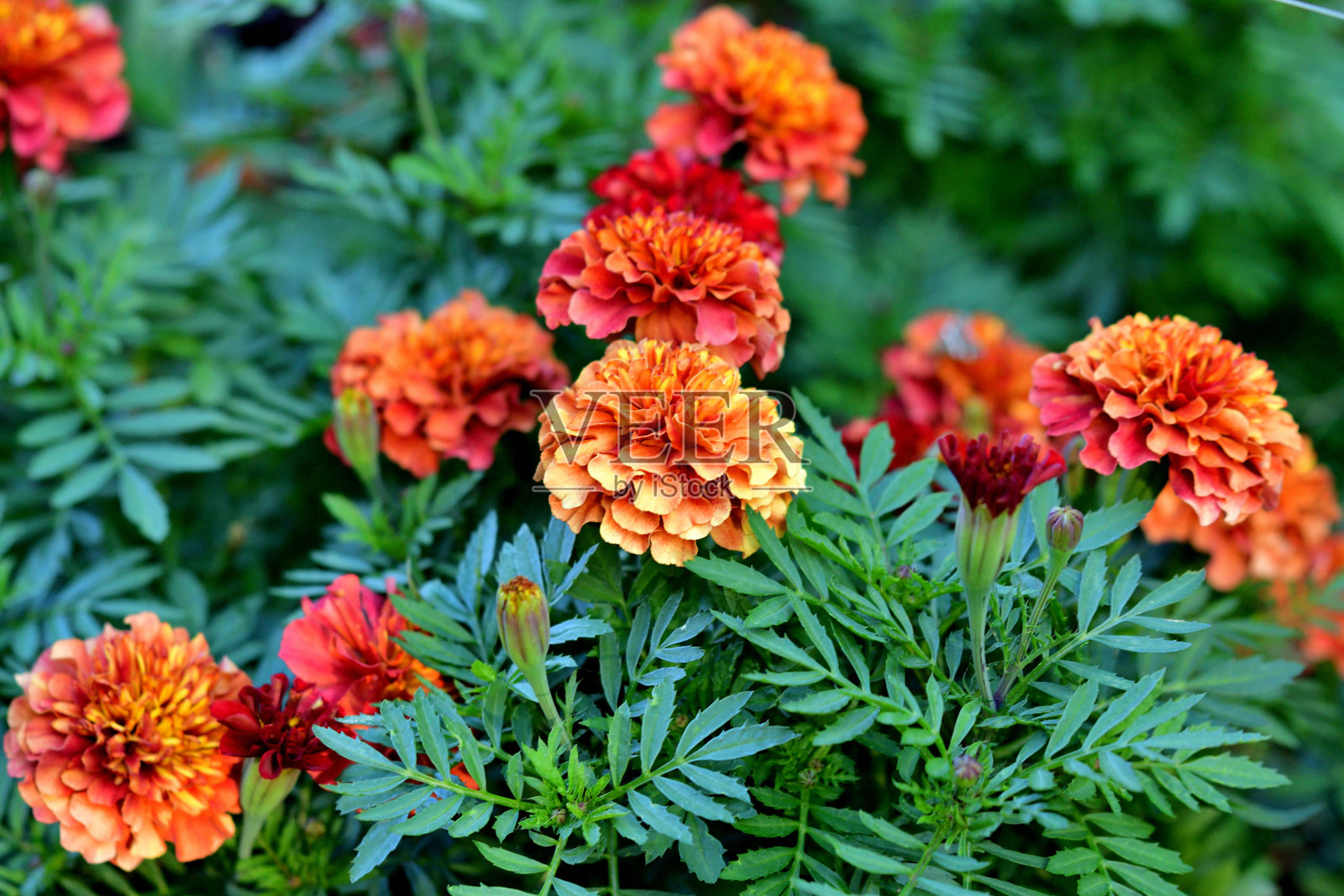 万寿菊花:色彩温暖，叶子像蕨类植物，令人愉快照片摄影图片