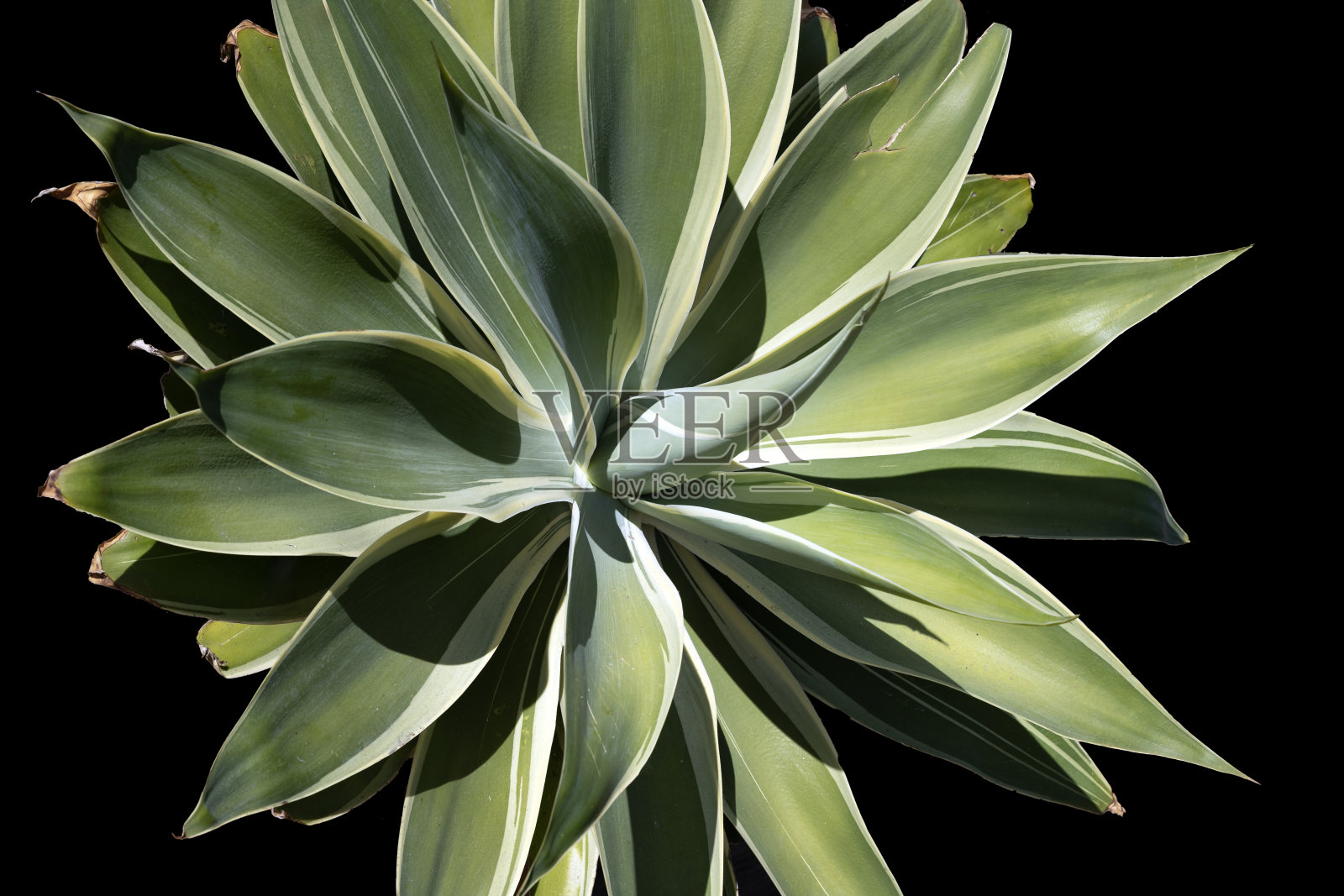 植物绿色大叶黑色背景照片摄影图片