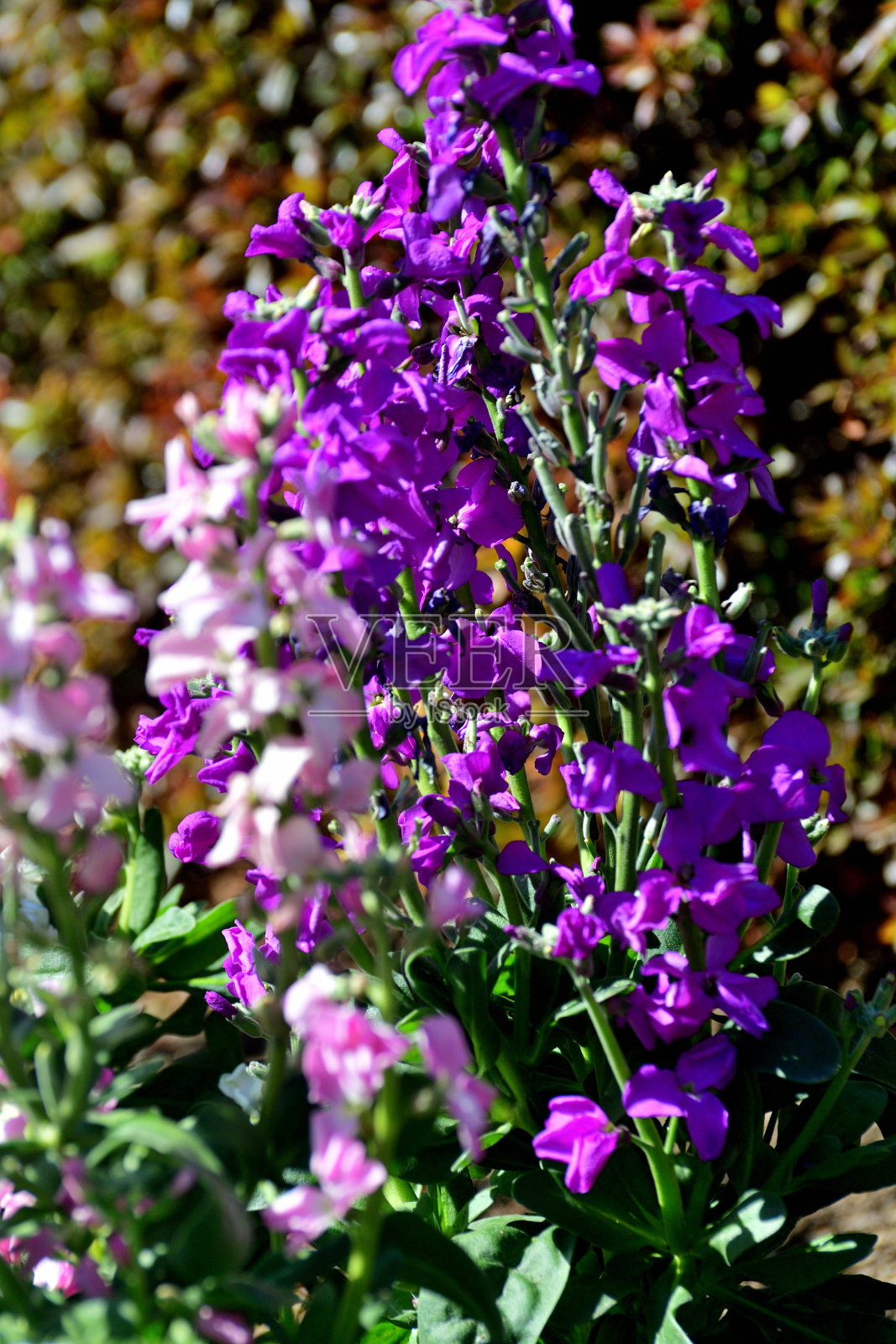 银灰花毛茛：芳香、艳丽的乡村花园植物照片摄影图片