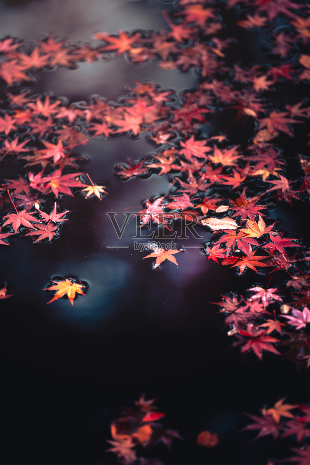 浮在水面上的红枫照片摄影图片