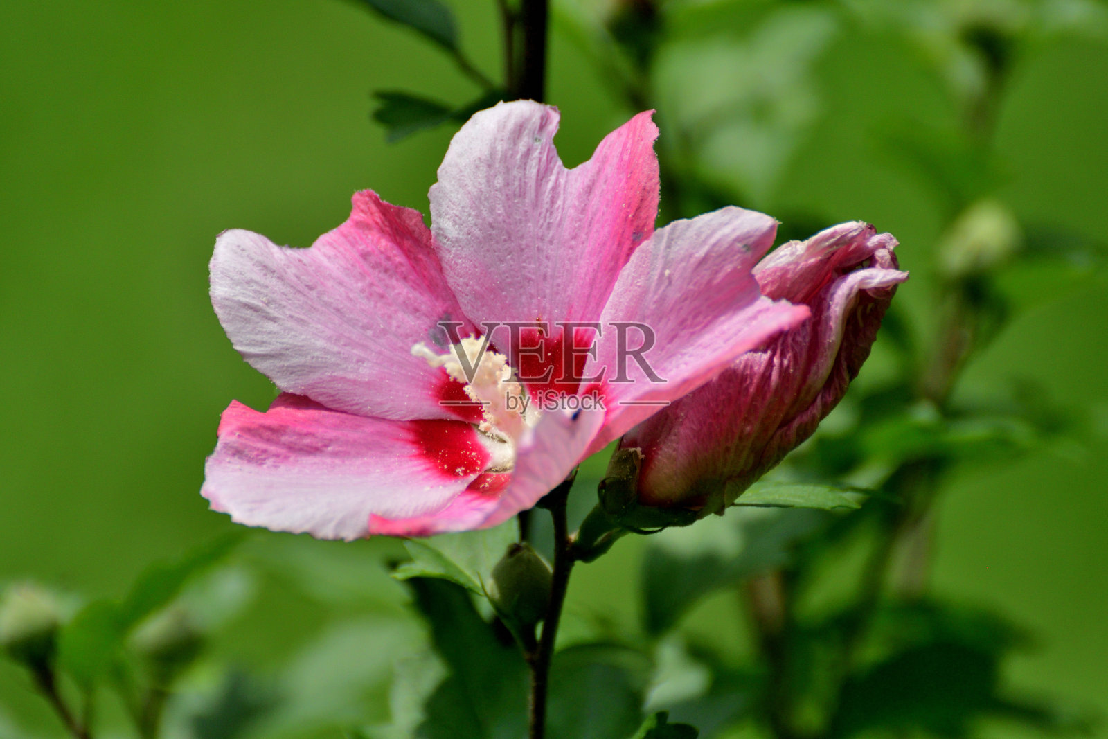 木槿/沙伦玫瑰:活力旺盛，喇叭形，落叶灌木，花艳丽照片摄影图片