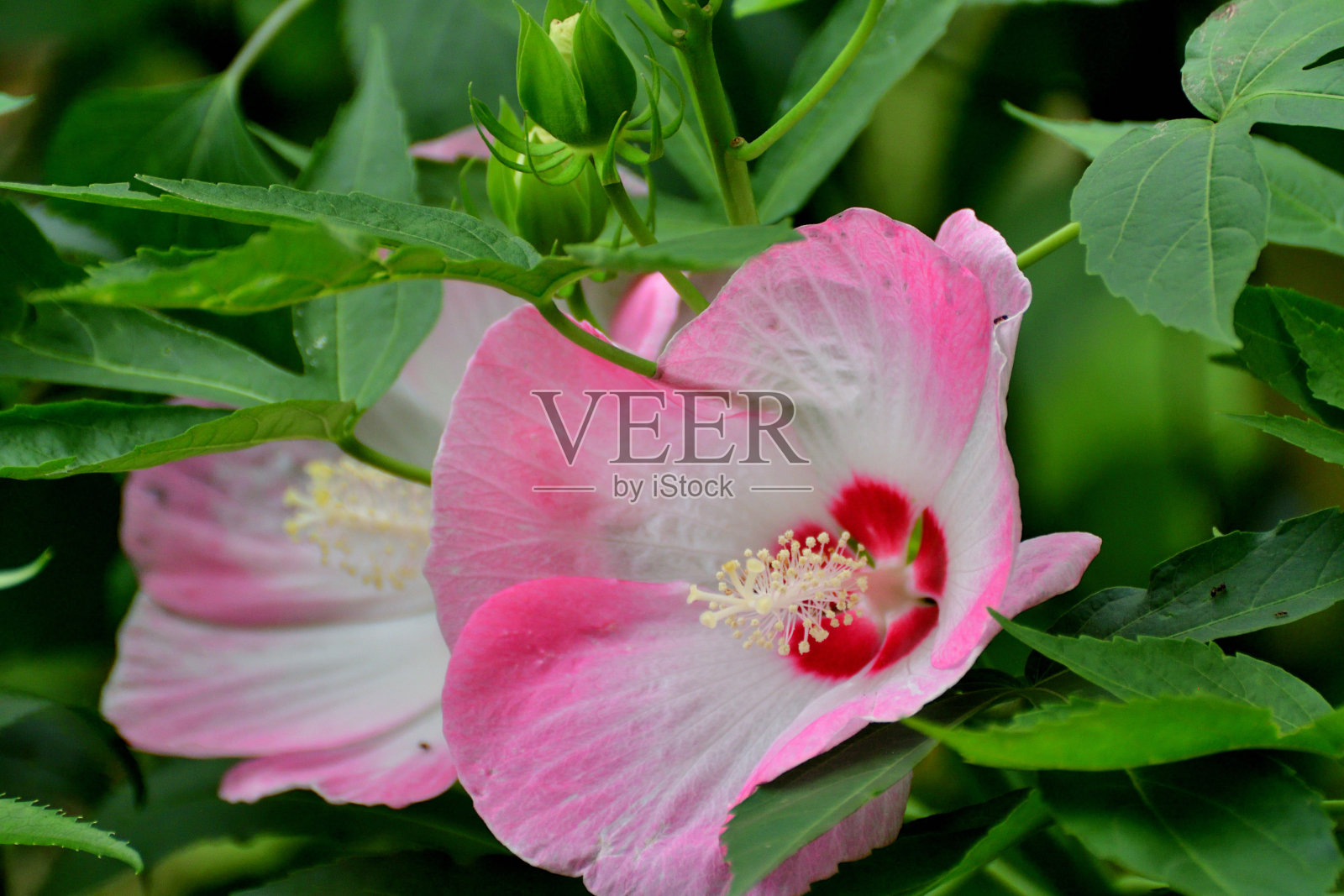 木槿/沙伦玫瑰:活力旺盛，喇叭形，落叶灌木，花艳丽照片摄影图片