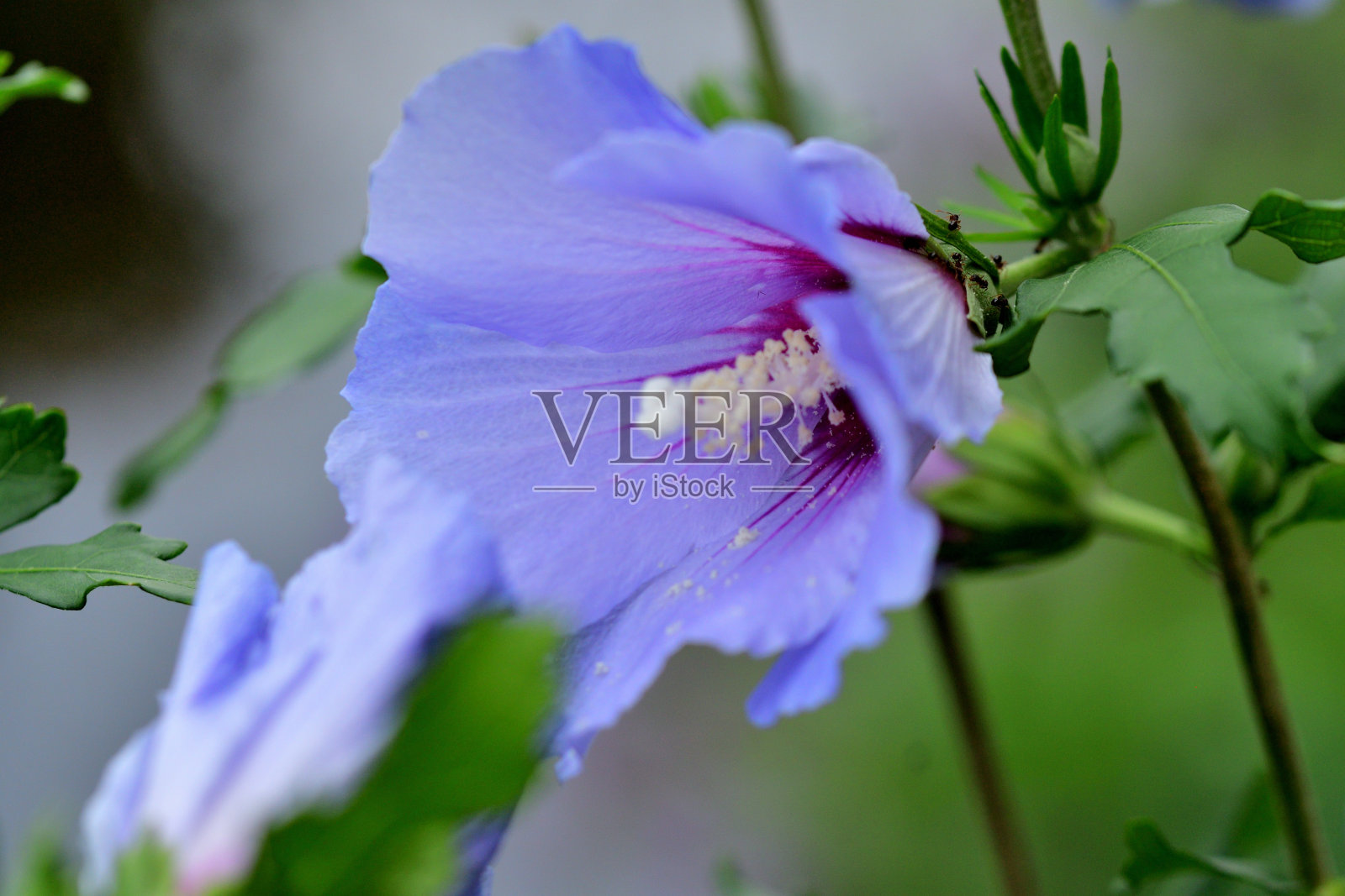 木槿/沙伦玫瑰:活力旺盛，喇叭形，落叶灌木，花艳丽照片摄影图片