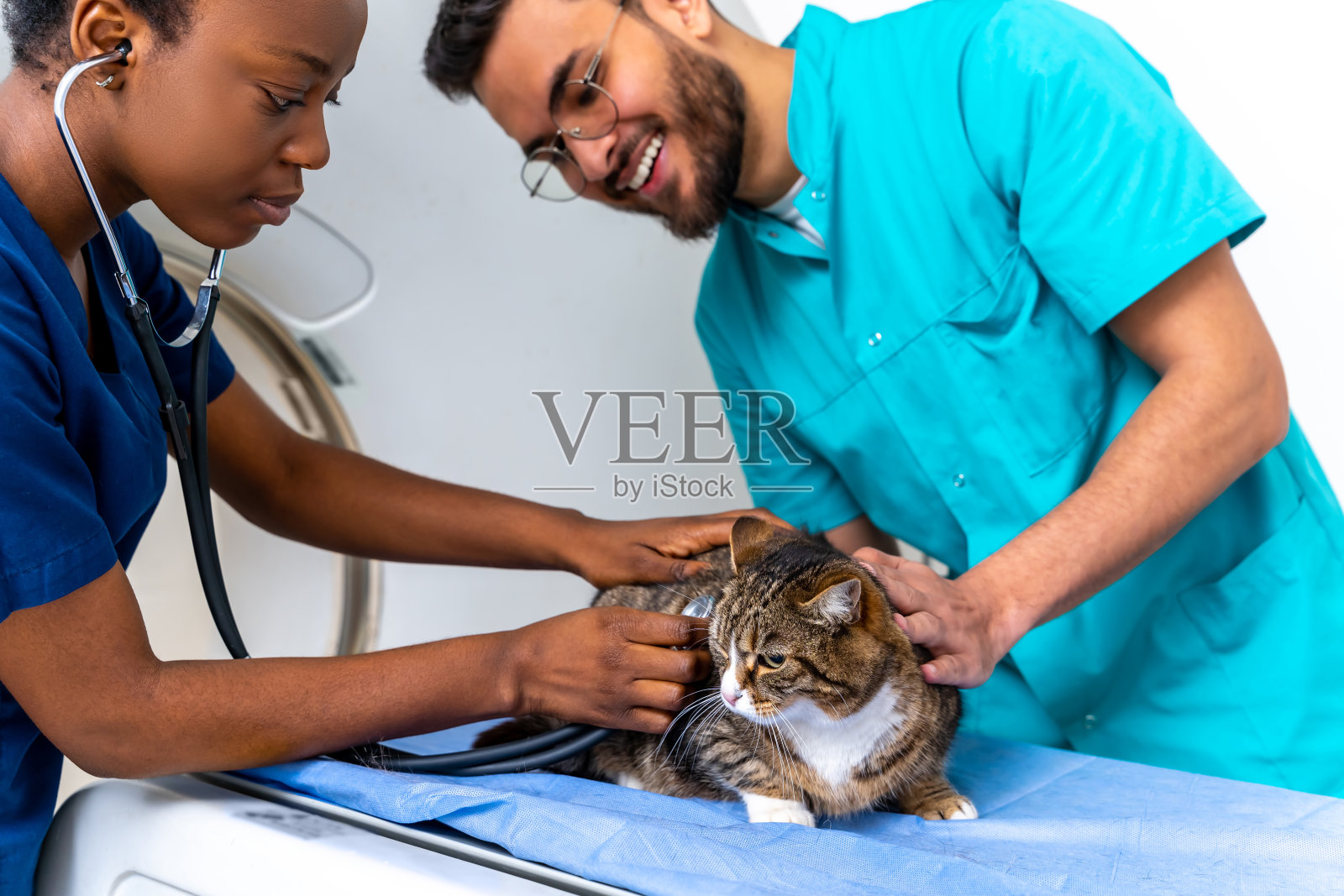 同事兽医正在检查一只猫，看起来呈阳性照片摄影图片